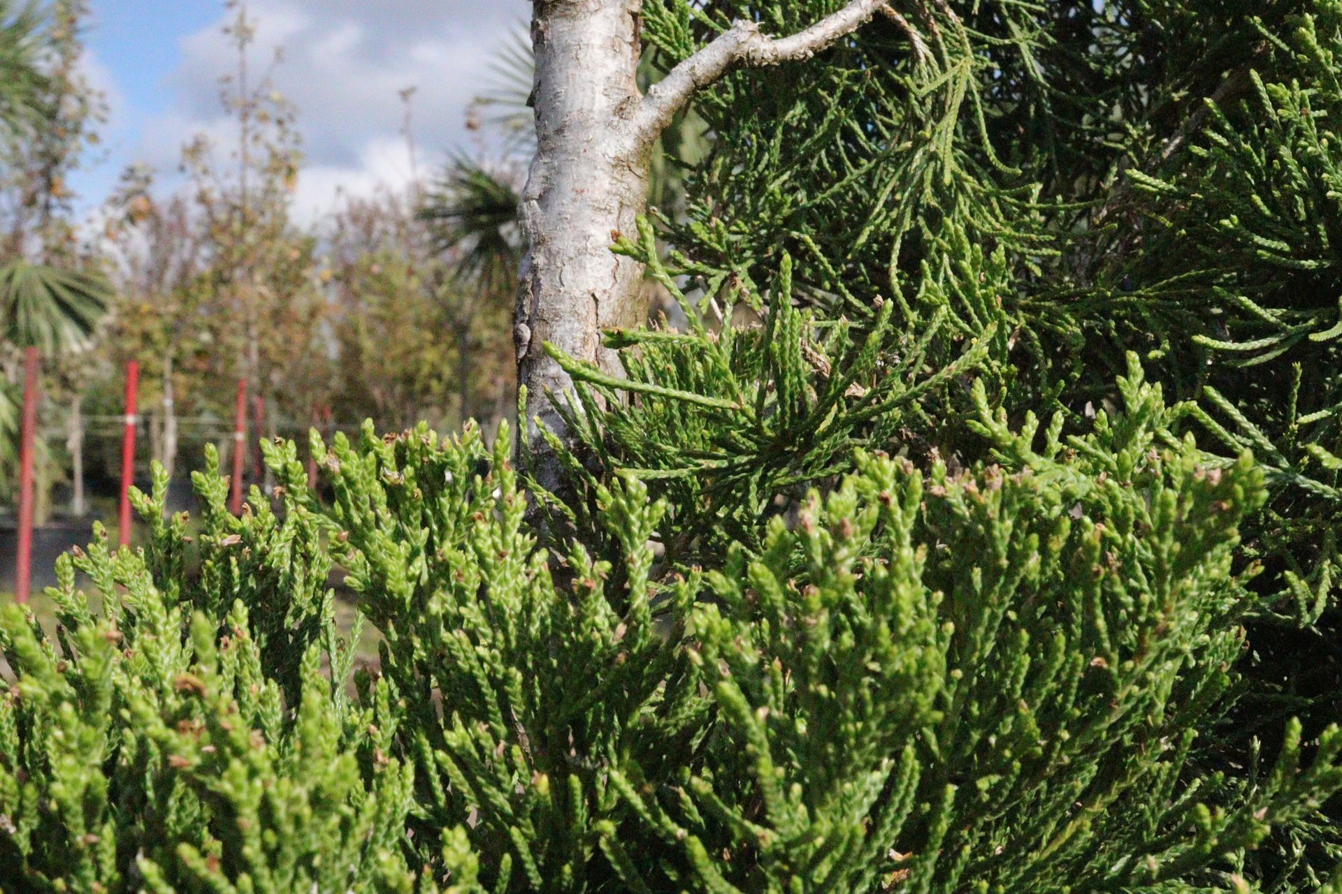 A tree with a lot of green leaves is surrounded by trees and bushes.