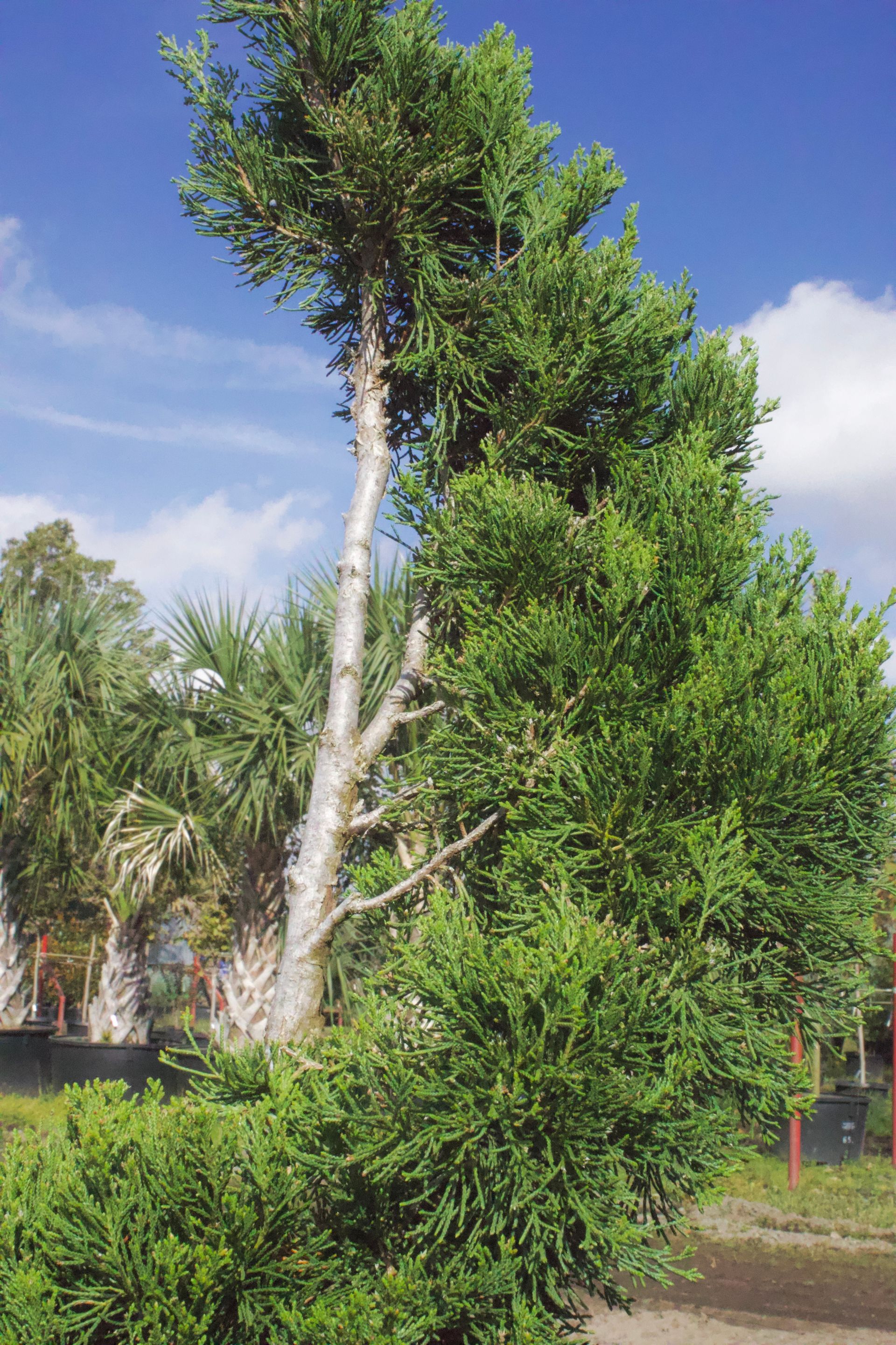 A large tree with lots of leaves is standing in the middle of a field.