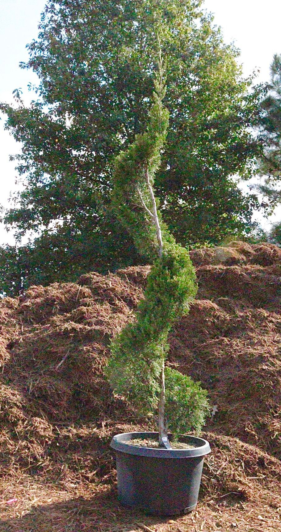 A spiral tree in a pot is sitting on top of a pile of mulch.