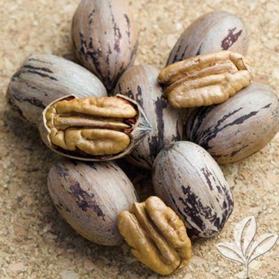 A green letter t on a white background.