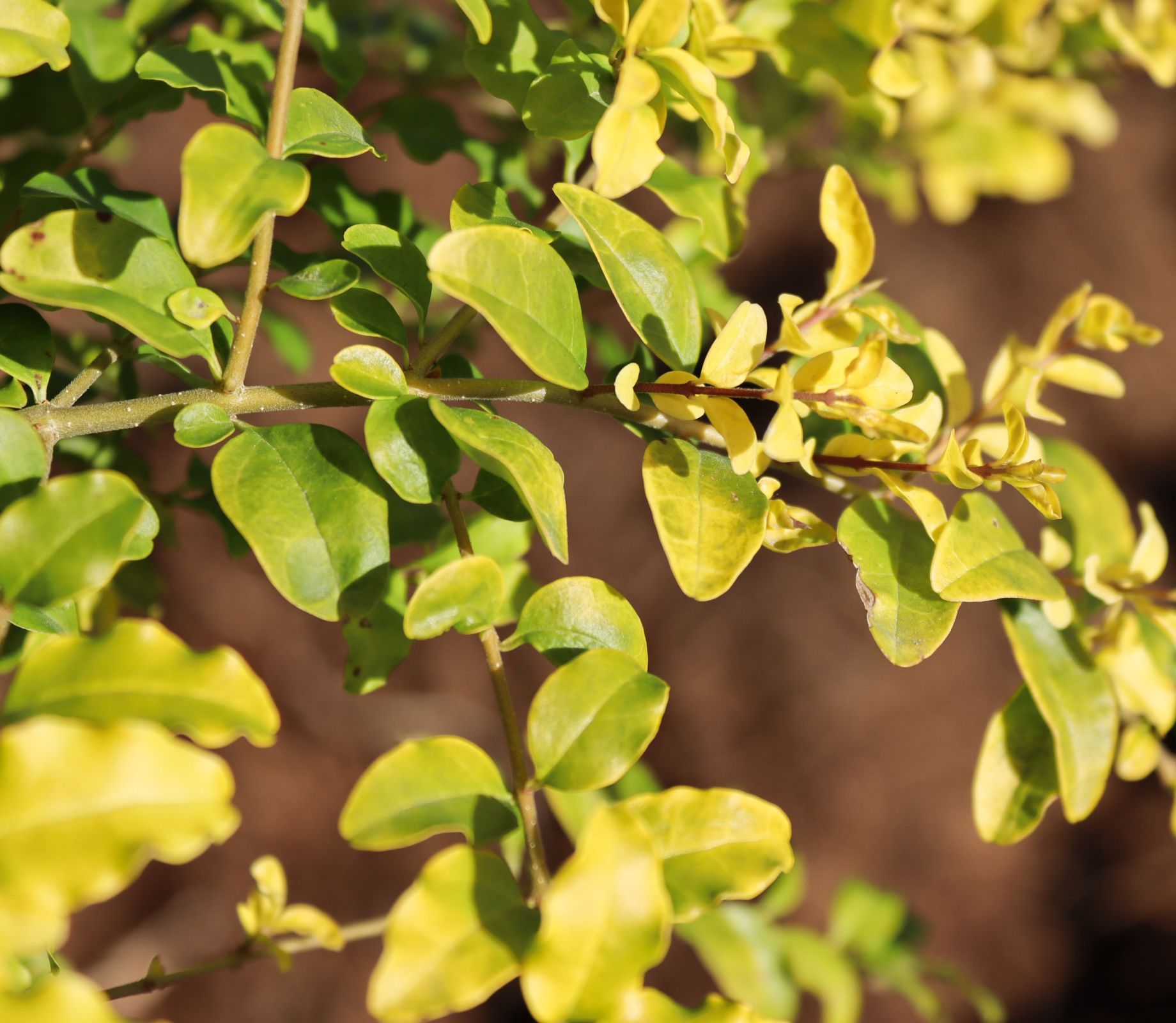 A close up of a plant with green and yellow leaves