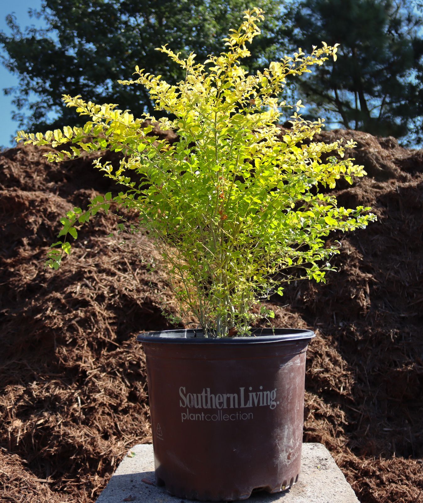 A southern living plant in a brown pot