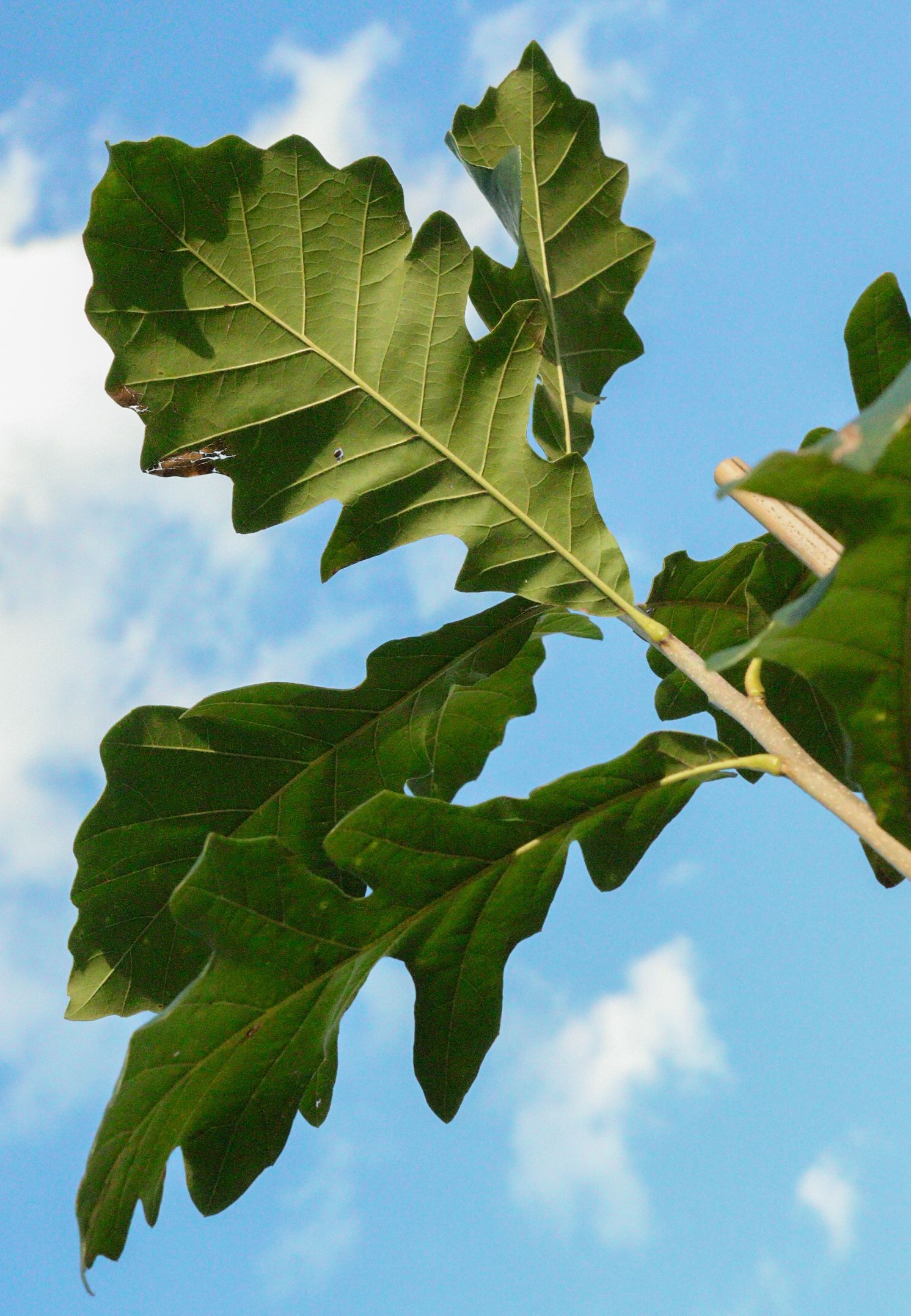 A green leaf with a blue sky in the background