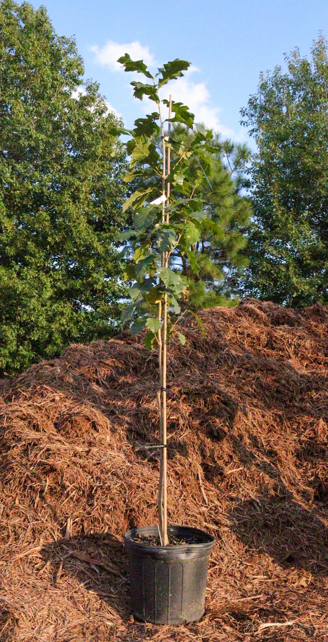 A small tree in a pot is sitting on top of a pile of mulch.