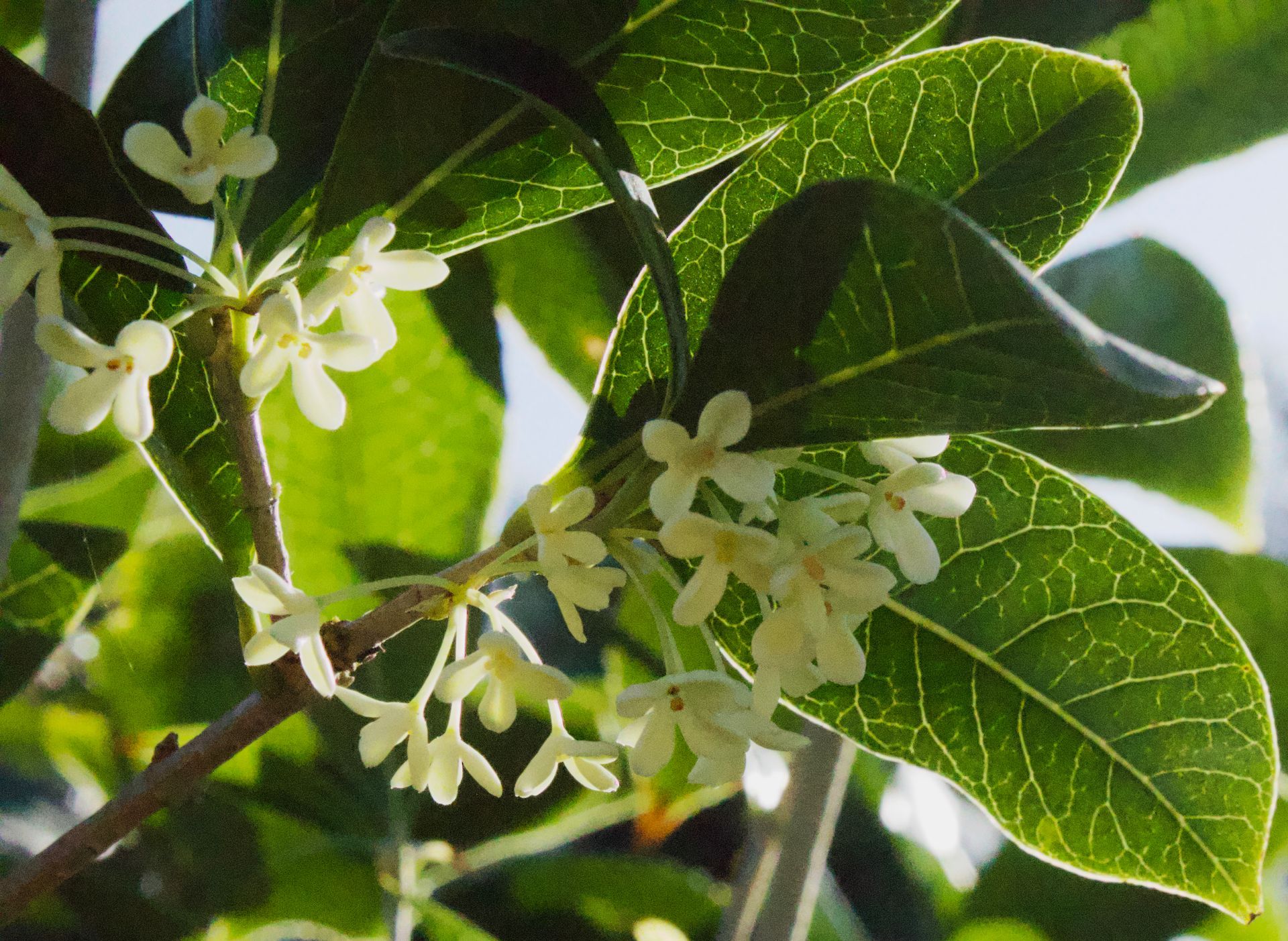 A tree branch with white flowers and green leaves