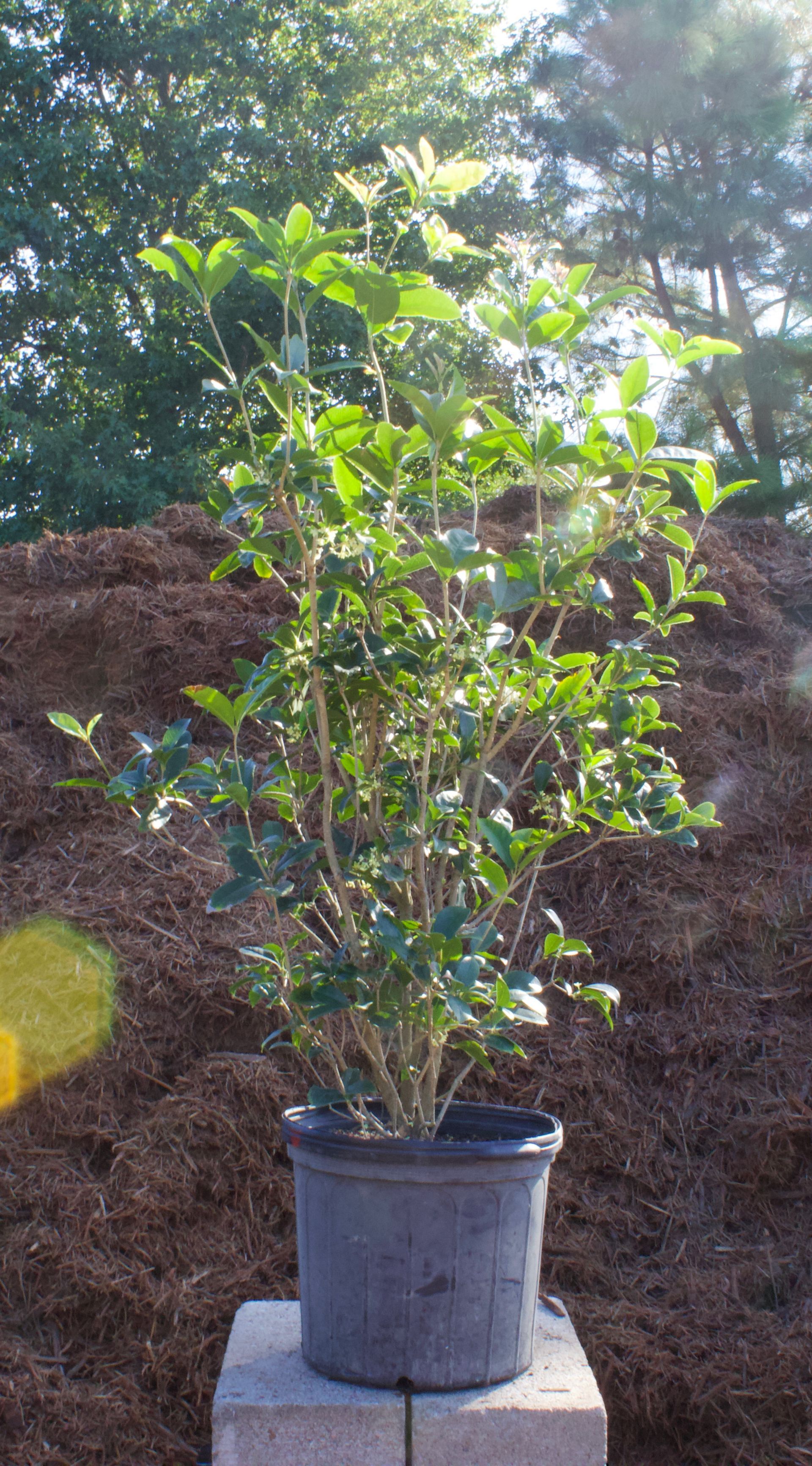 A large potted plant is sitting on top of a concrete block.