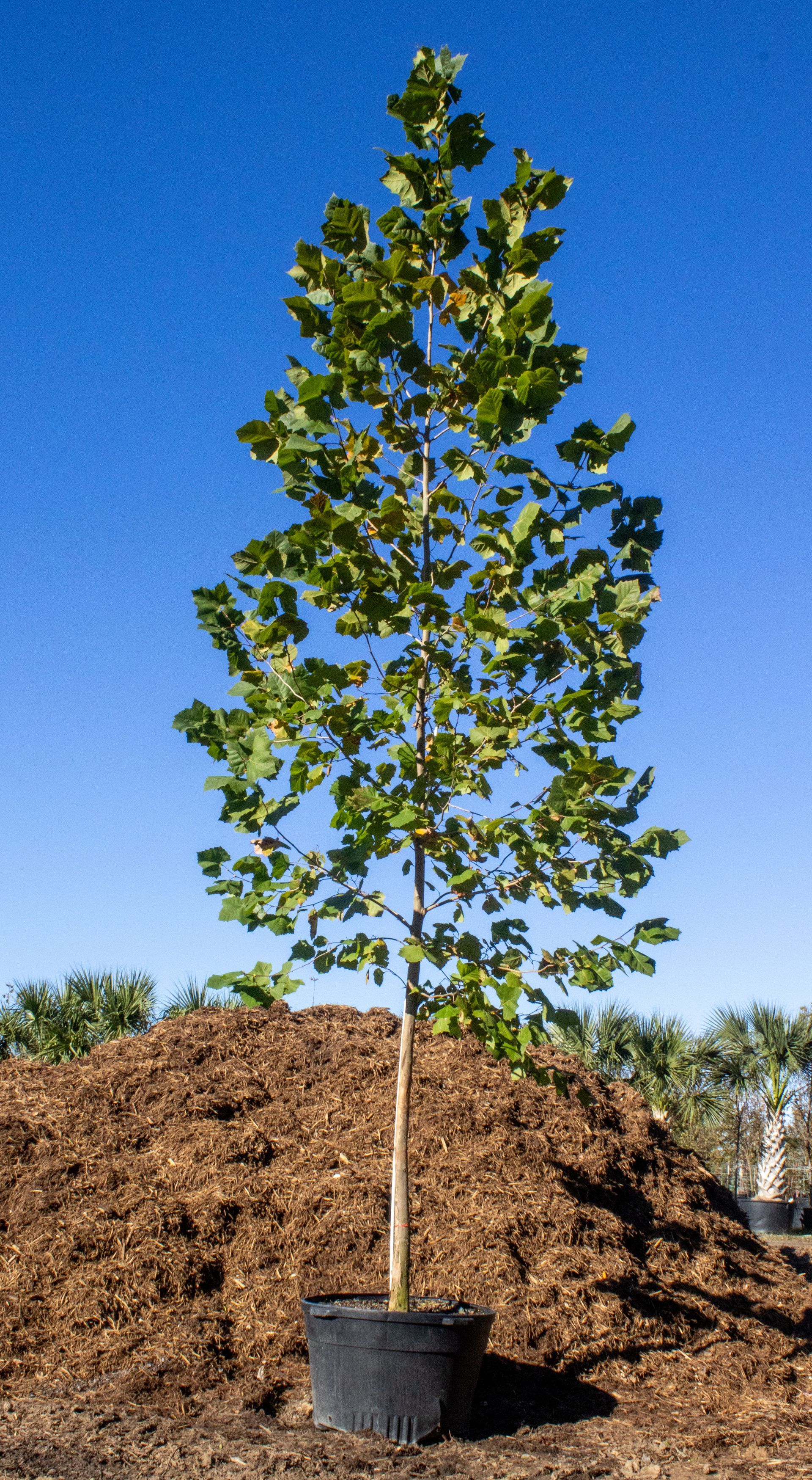 A tree in a black pot is sitting on top of a pile of mulch.