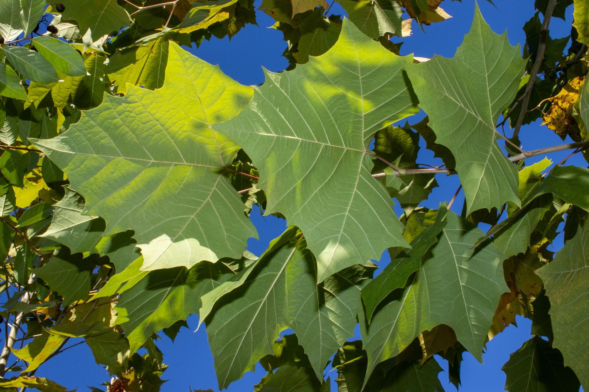 A tree with lots of green leaves against a blue sky