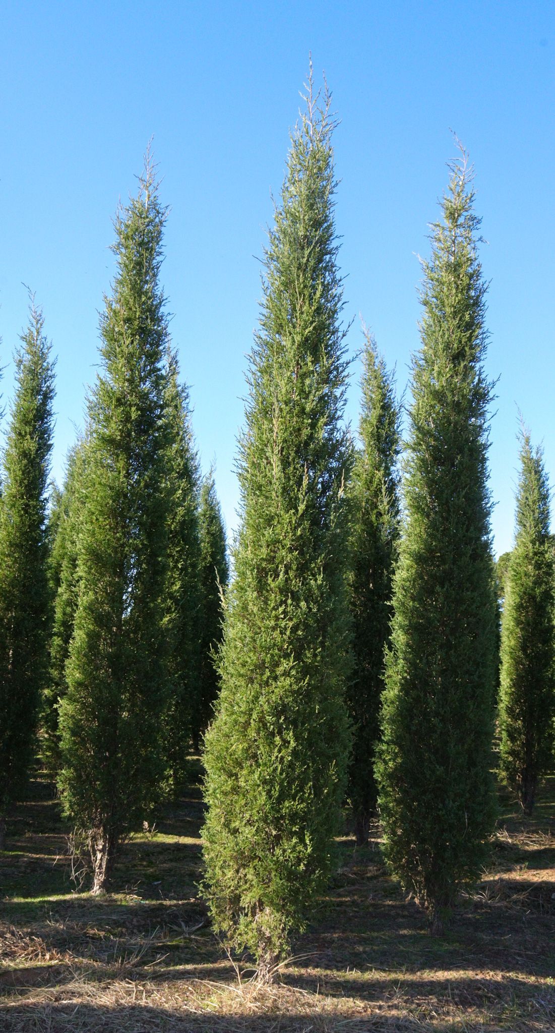 A row of tall trees in a field with a blue sky in the background