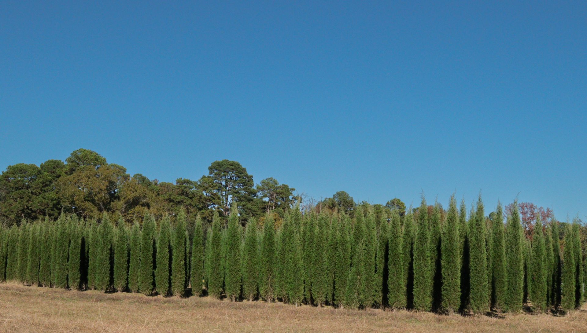A row of trees in a field with a blue sky in the background.