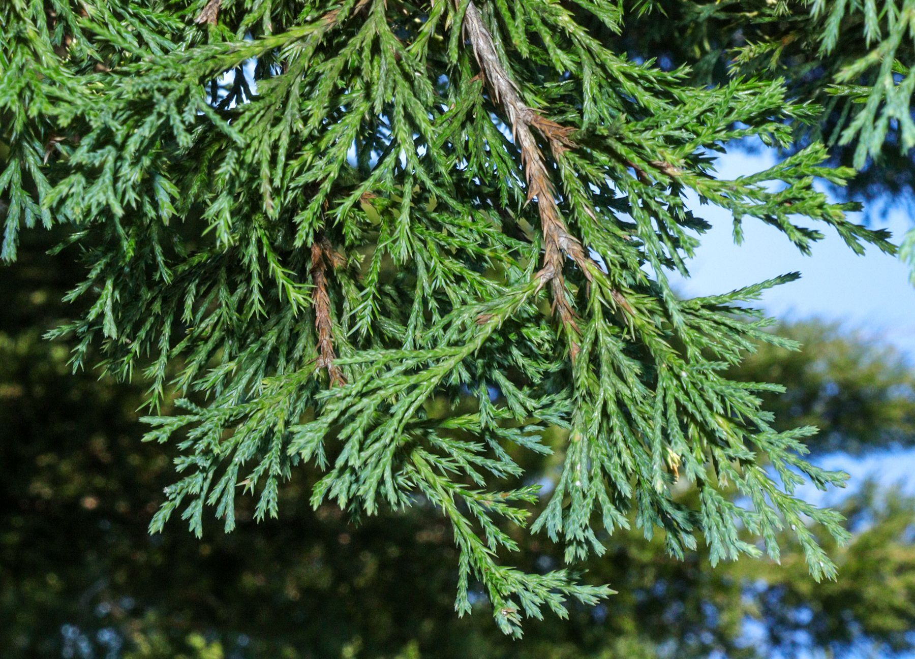 A close up of a pine tree branch with a blue sky in the background.