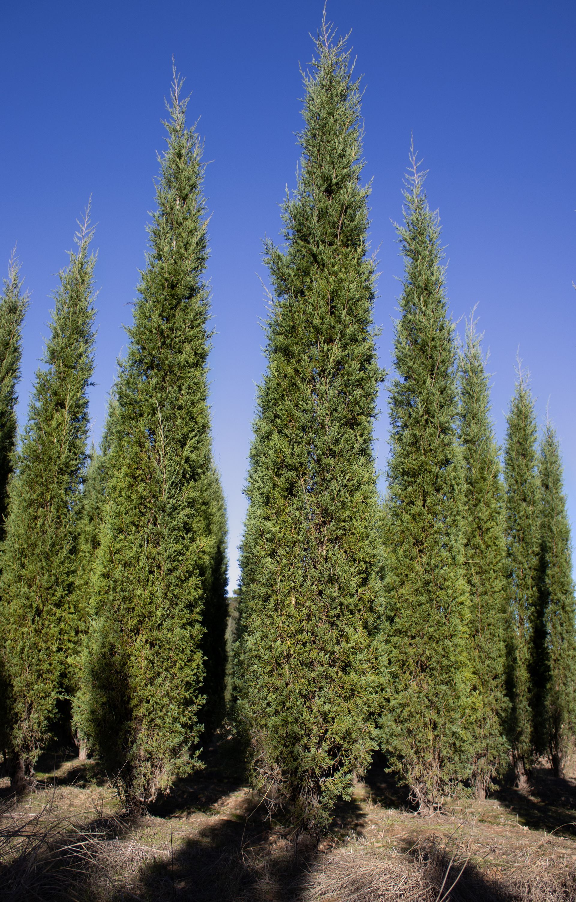 A row of tall trees in a field with a blue sky in the background.