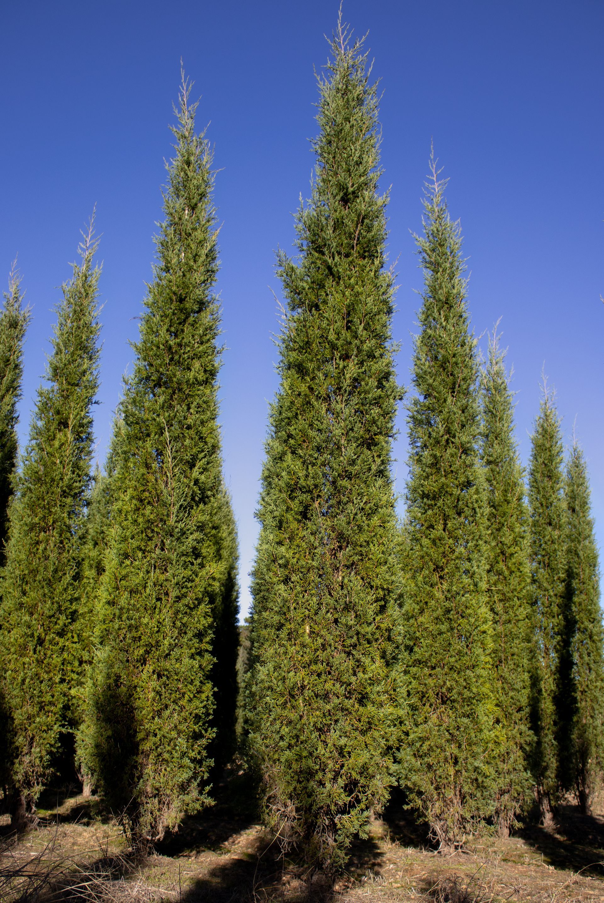 A row of tall trees against a blue sky.
