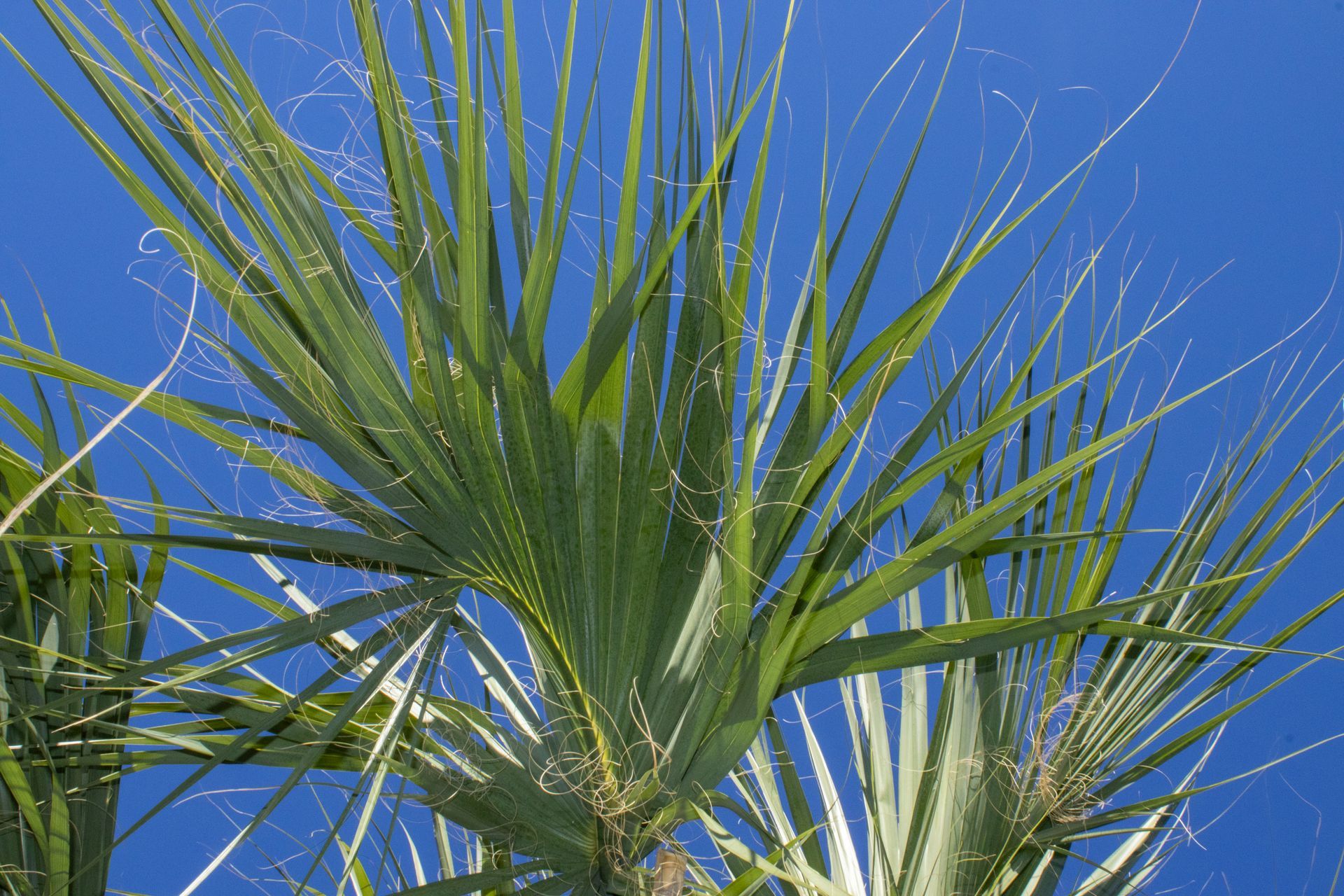 A palm tree with a blue sky in the background