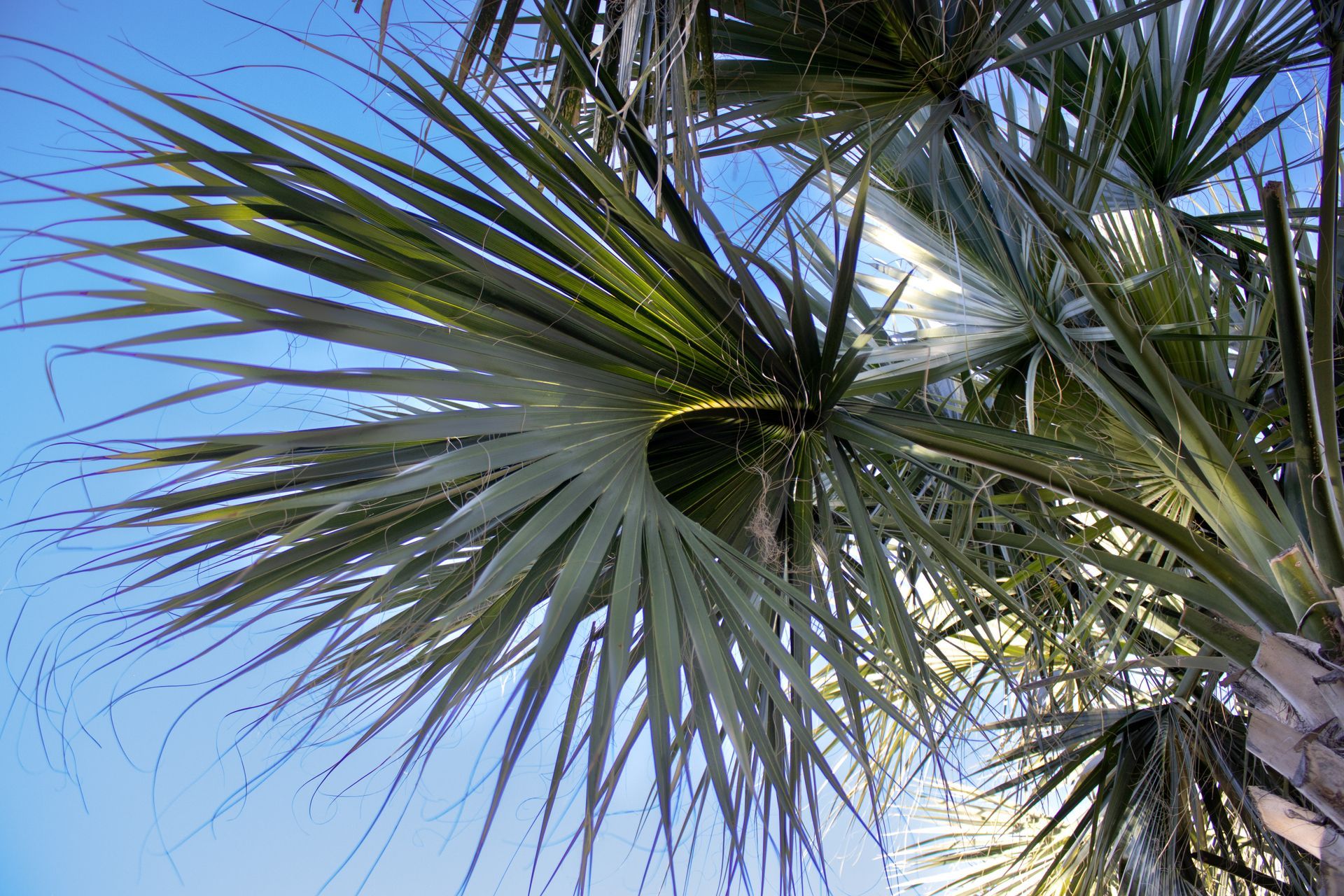 Looking up at a palm tree with a blue sky in the background