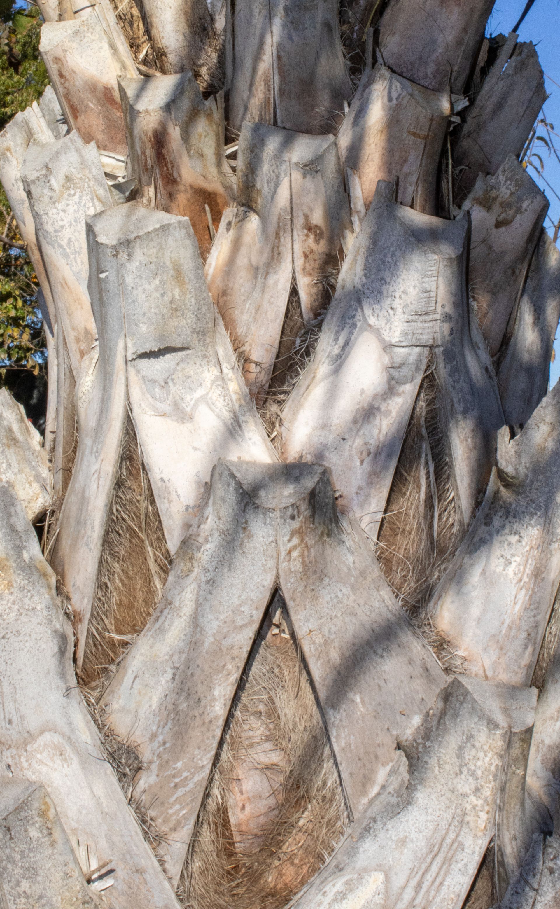 A close up of the trunk of a palm tree.
