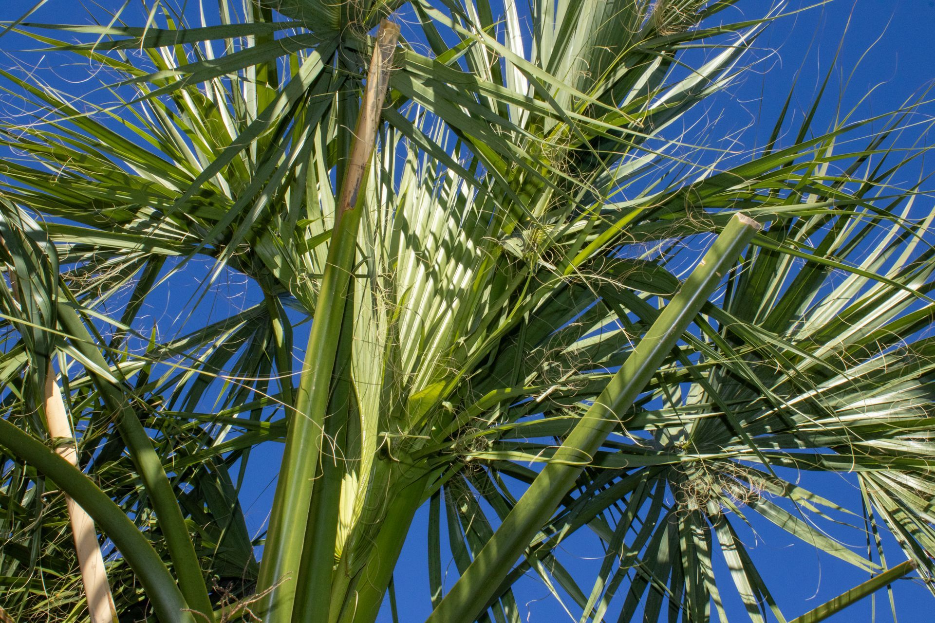 A palm tree with a blue sky in the background