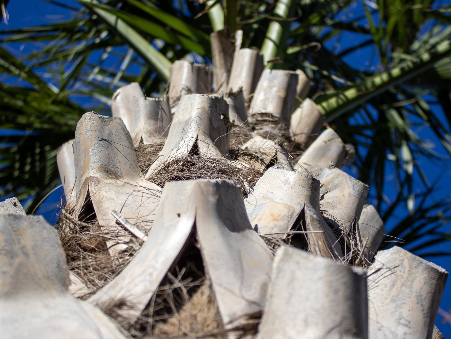 A close up of a palm tree with a blue sky in the background