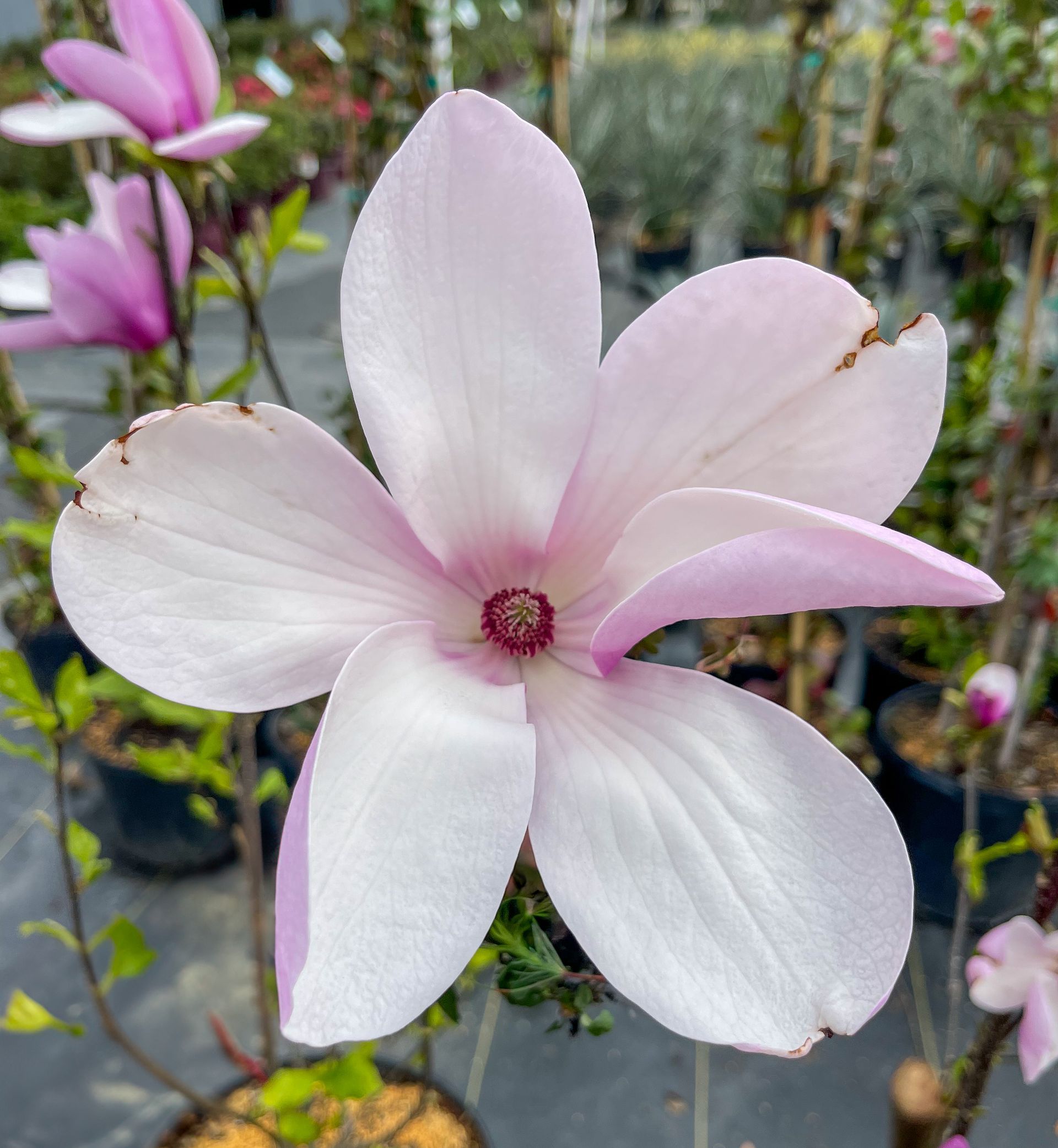 A close up of a pink flower with a red center