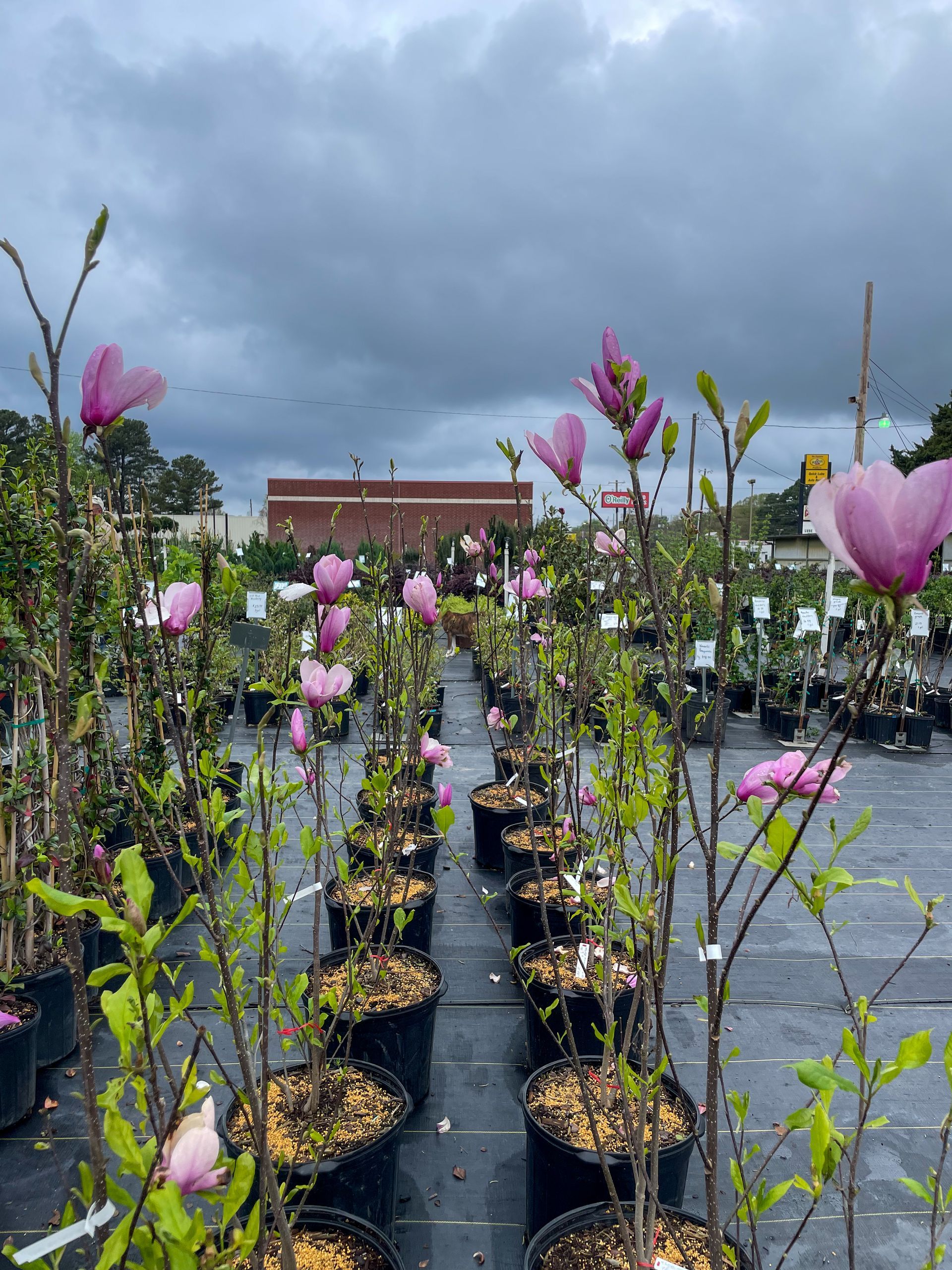 A row of potted plants with pink flowers in a garden.