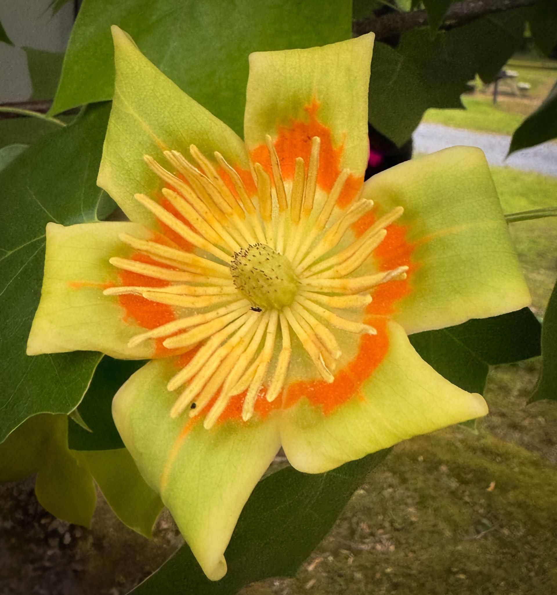 A yellow flower with orange center is surrounded by green leaves