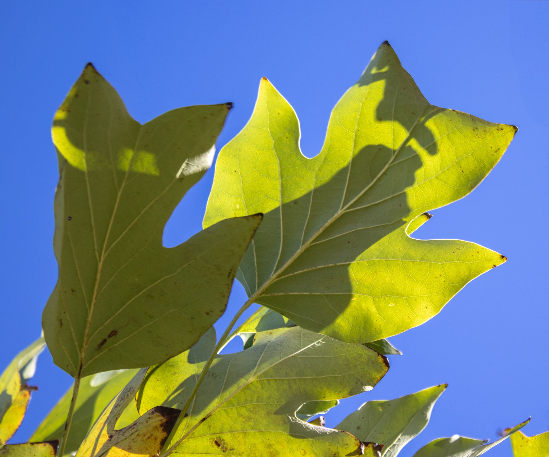 A tree branch with leaves against a blue sky
