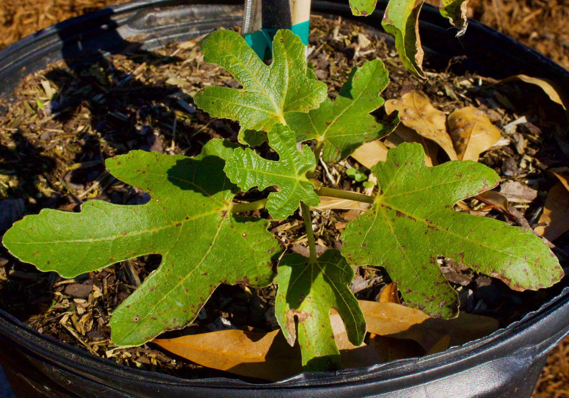 A small plant is growing in a black pot