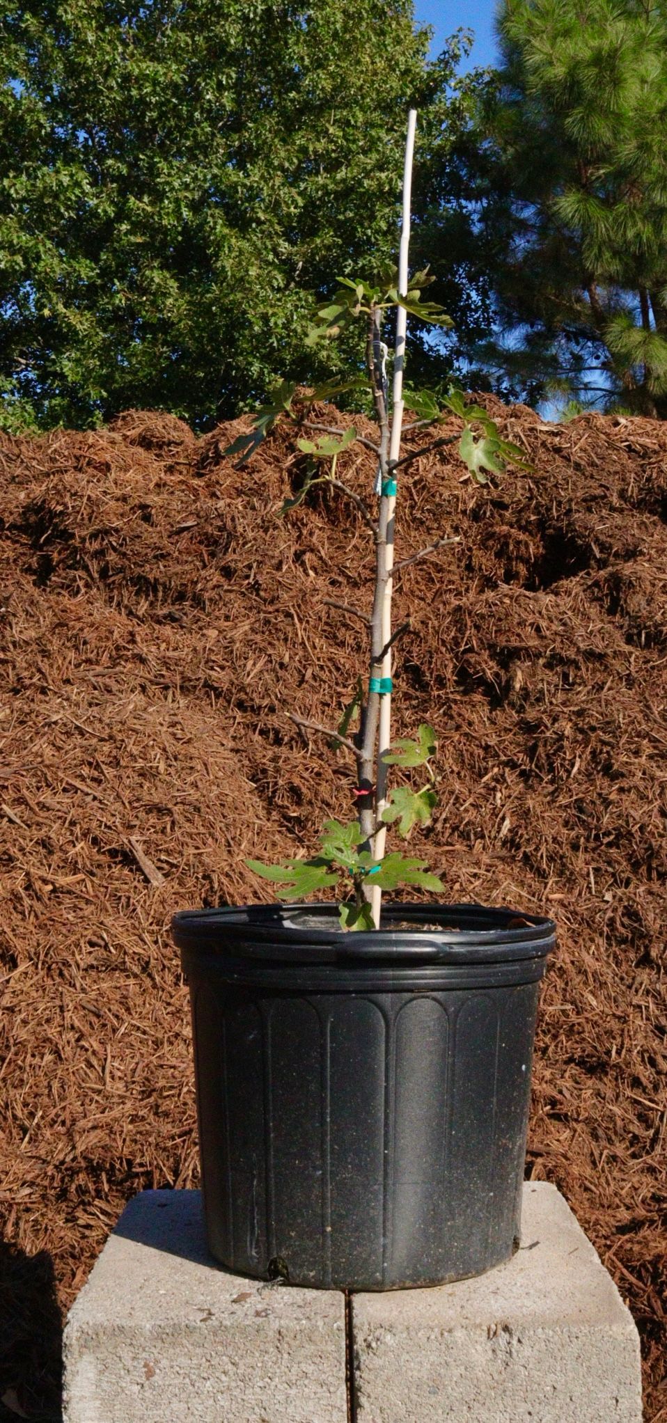 A small plant in a black pot is sitting on a block in front of a pile of mulch.