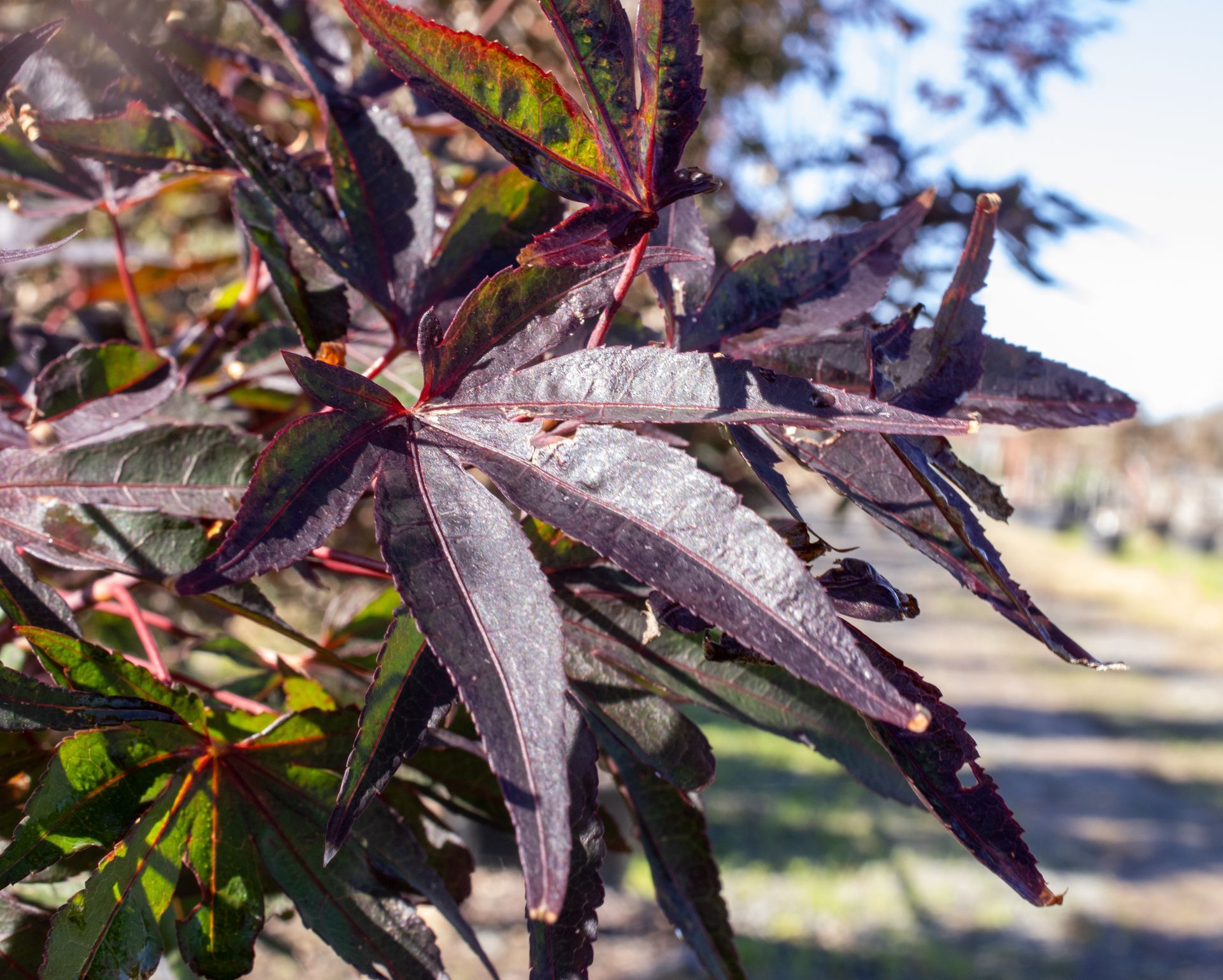 A close up of a tree with purple leaves