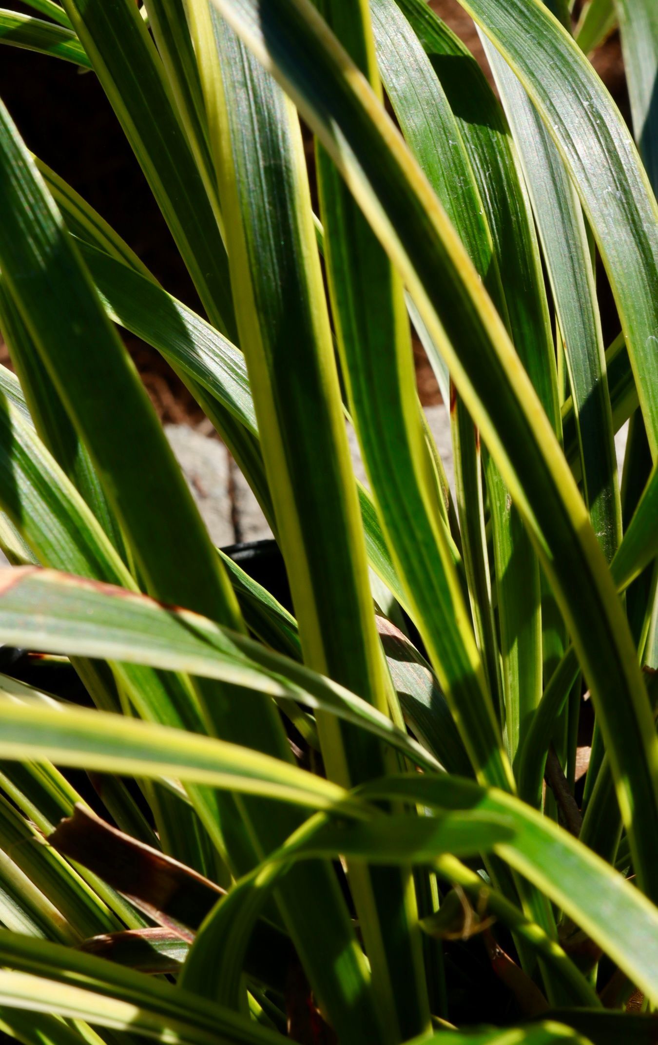 A close up of a plant with green and yellow leaves
