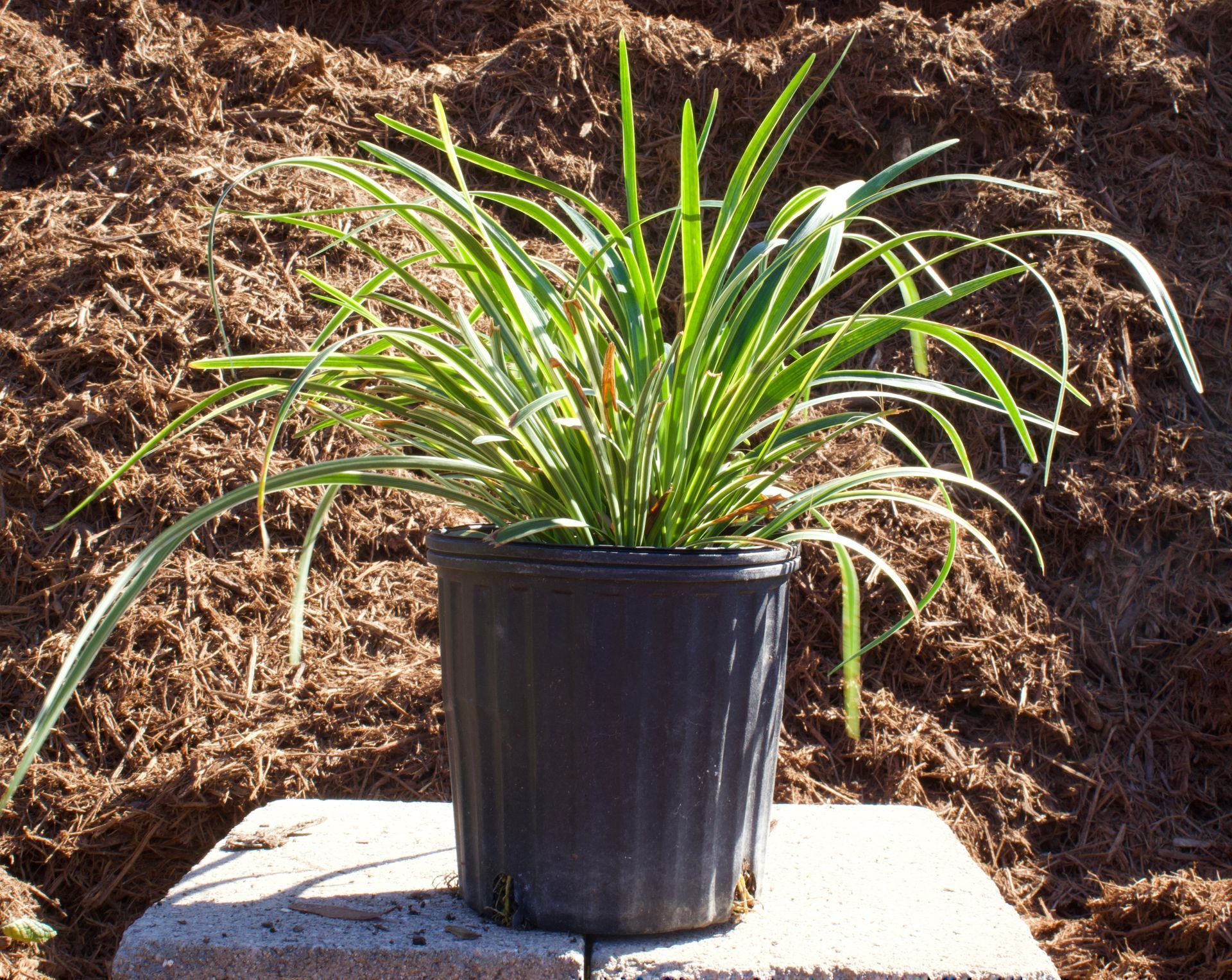 A plant in a black pot is sitting on a block in front of a pile of mulch