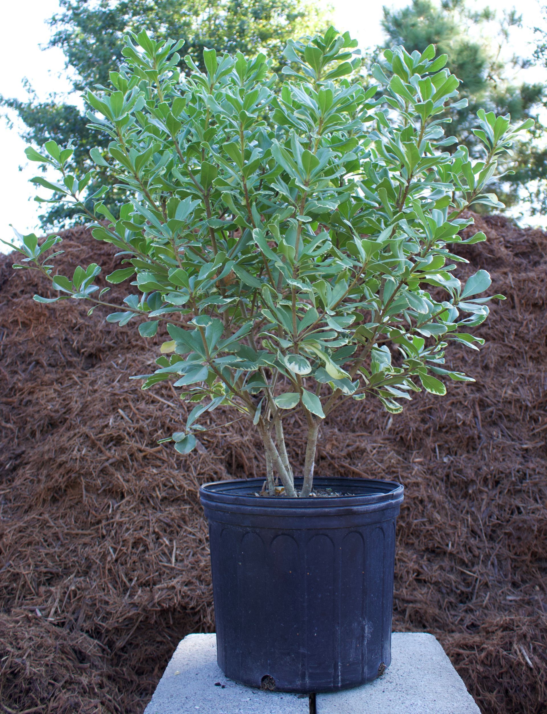 A small tree in a black pot is sitting on a table.