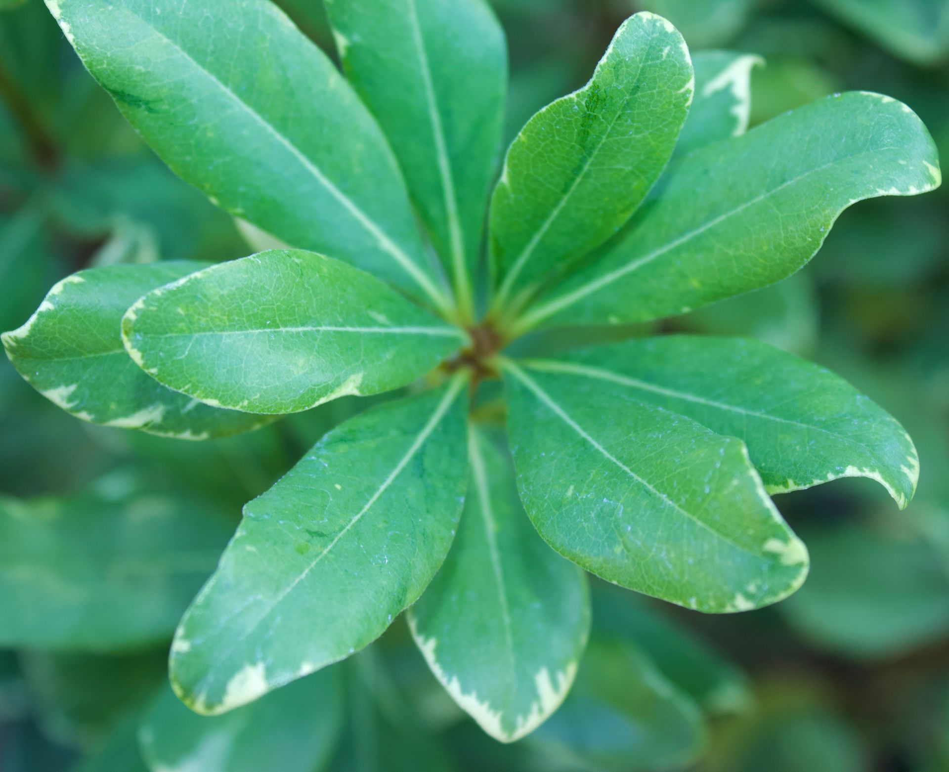 A close up of a green leaf with white edges