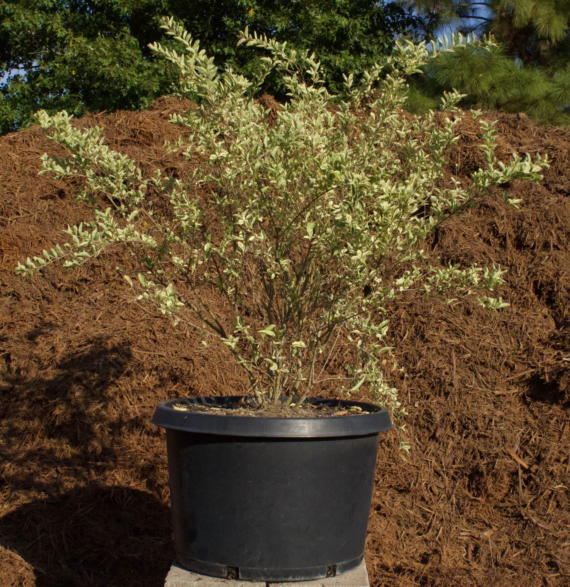 A plant in a black pot is sitting in front of a pile of dirt