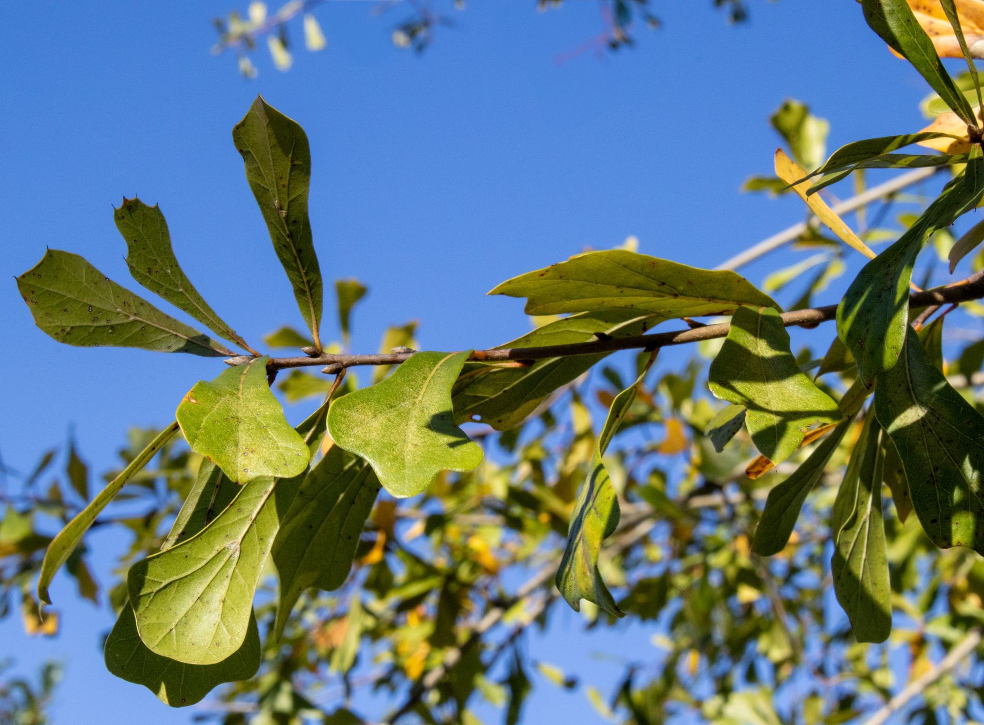 A tree branch with green leaves against a blue sky