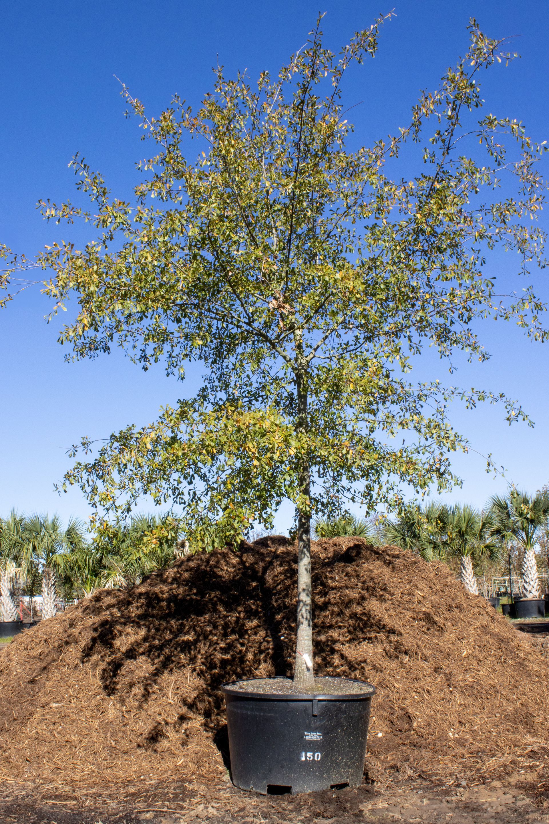 A large tree in a black pot is sitting on top of a pile of mulch.