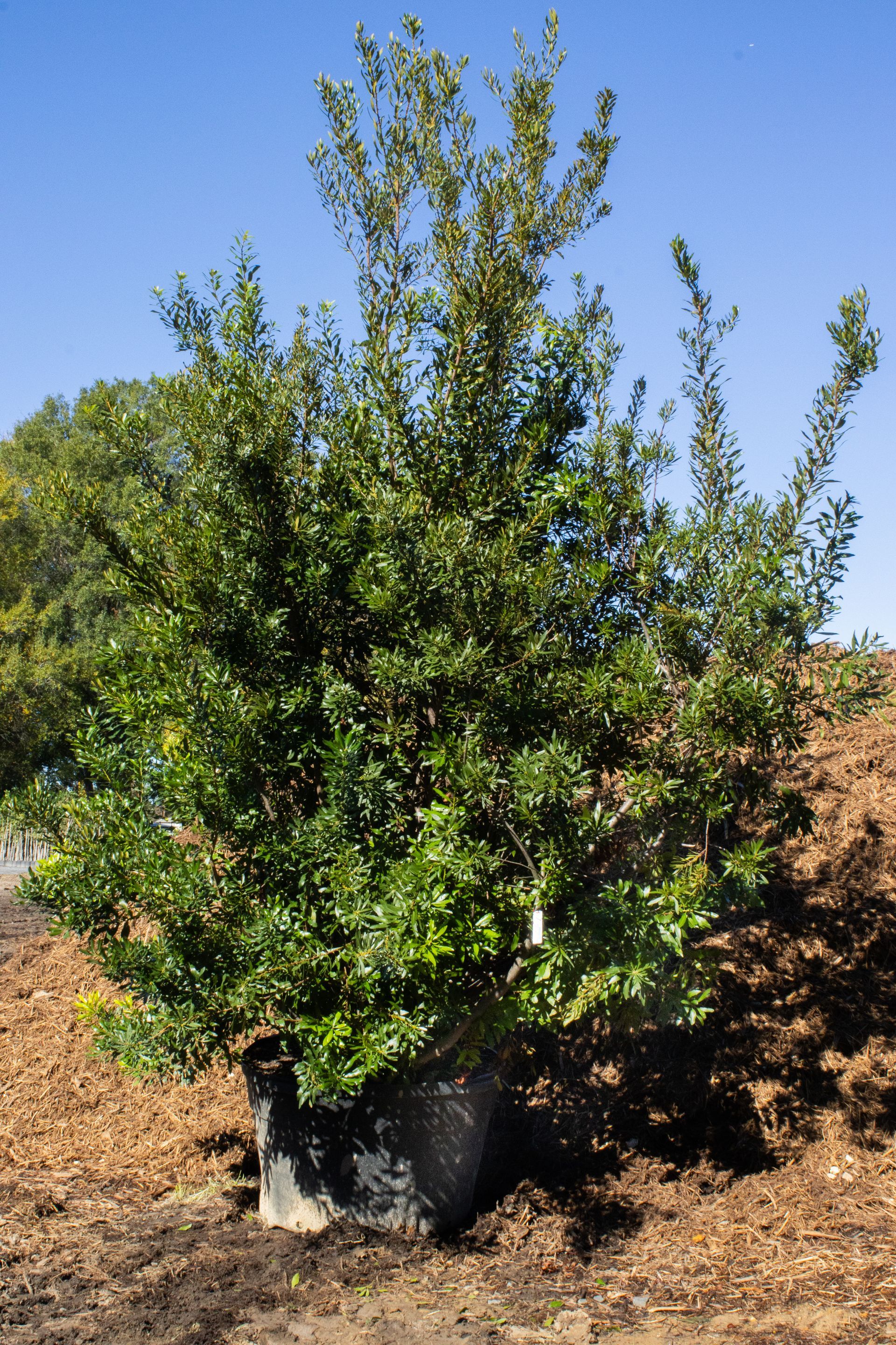 A large tree in a black pot is sitting in the dirt.