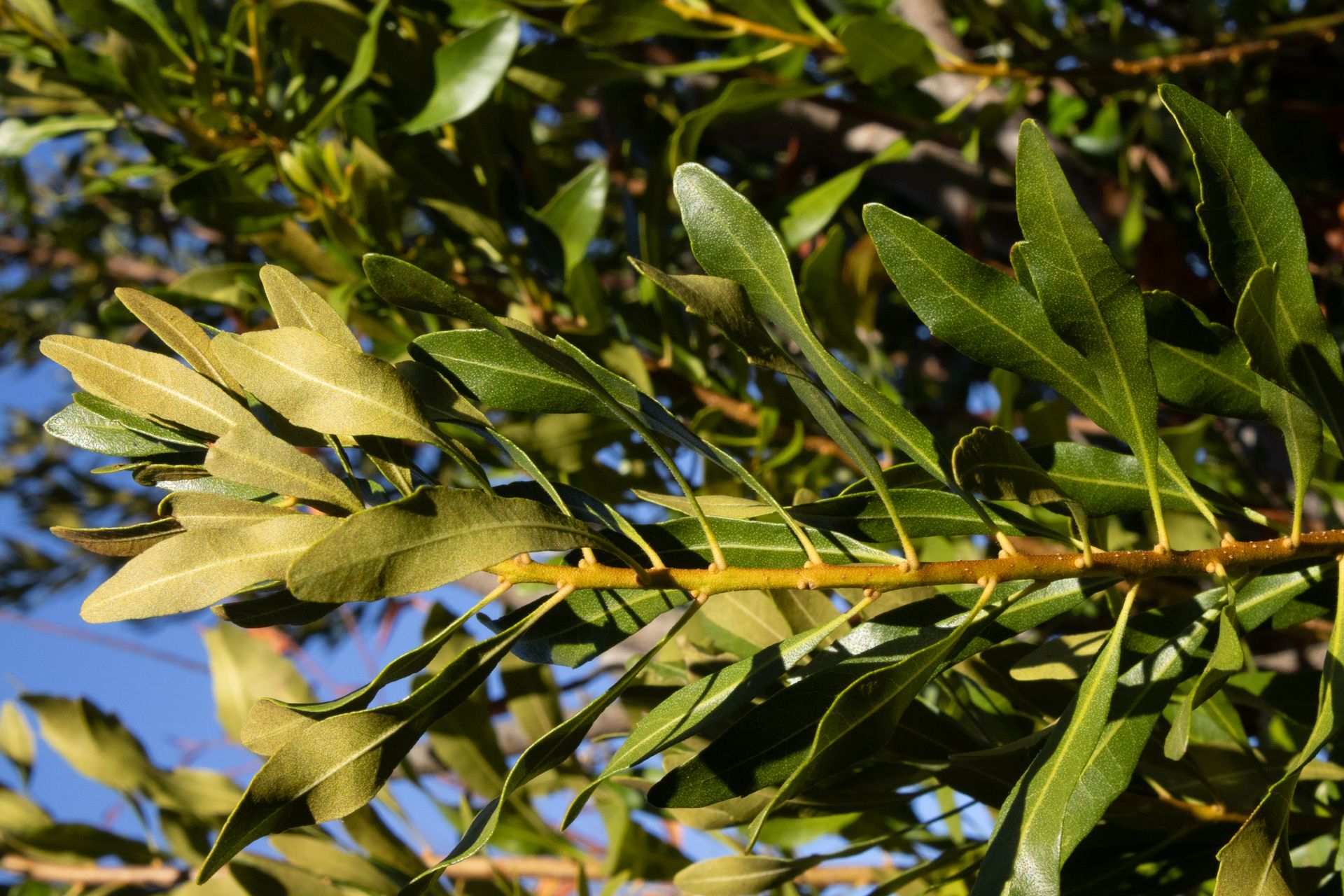 A close up of a tree branch with lots of green leaves