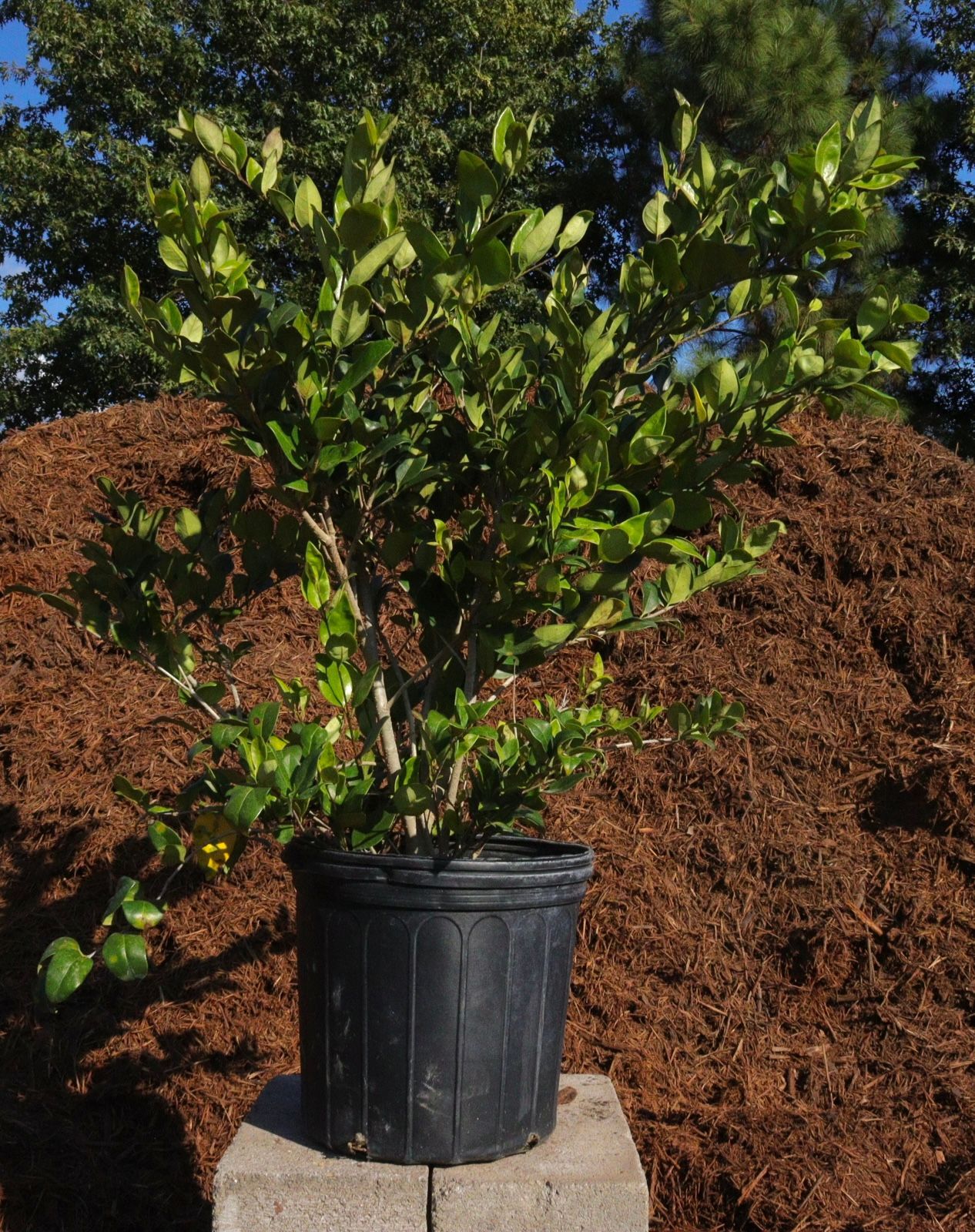 A potted plant is sitting on a block in front of a pile of mulch.