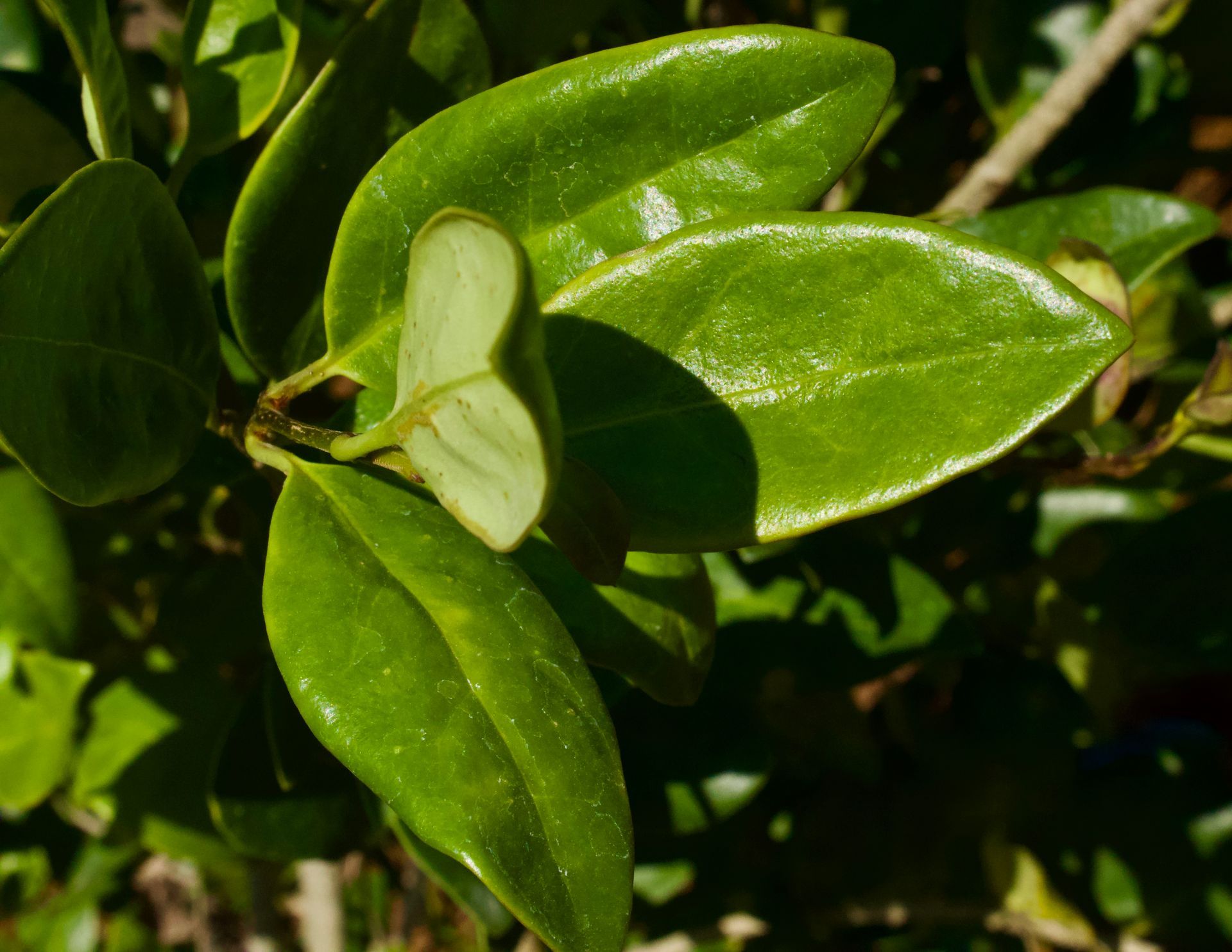 A close up of a green leaf on a plant