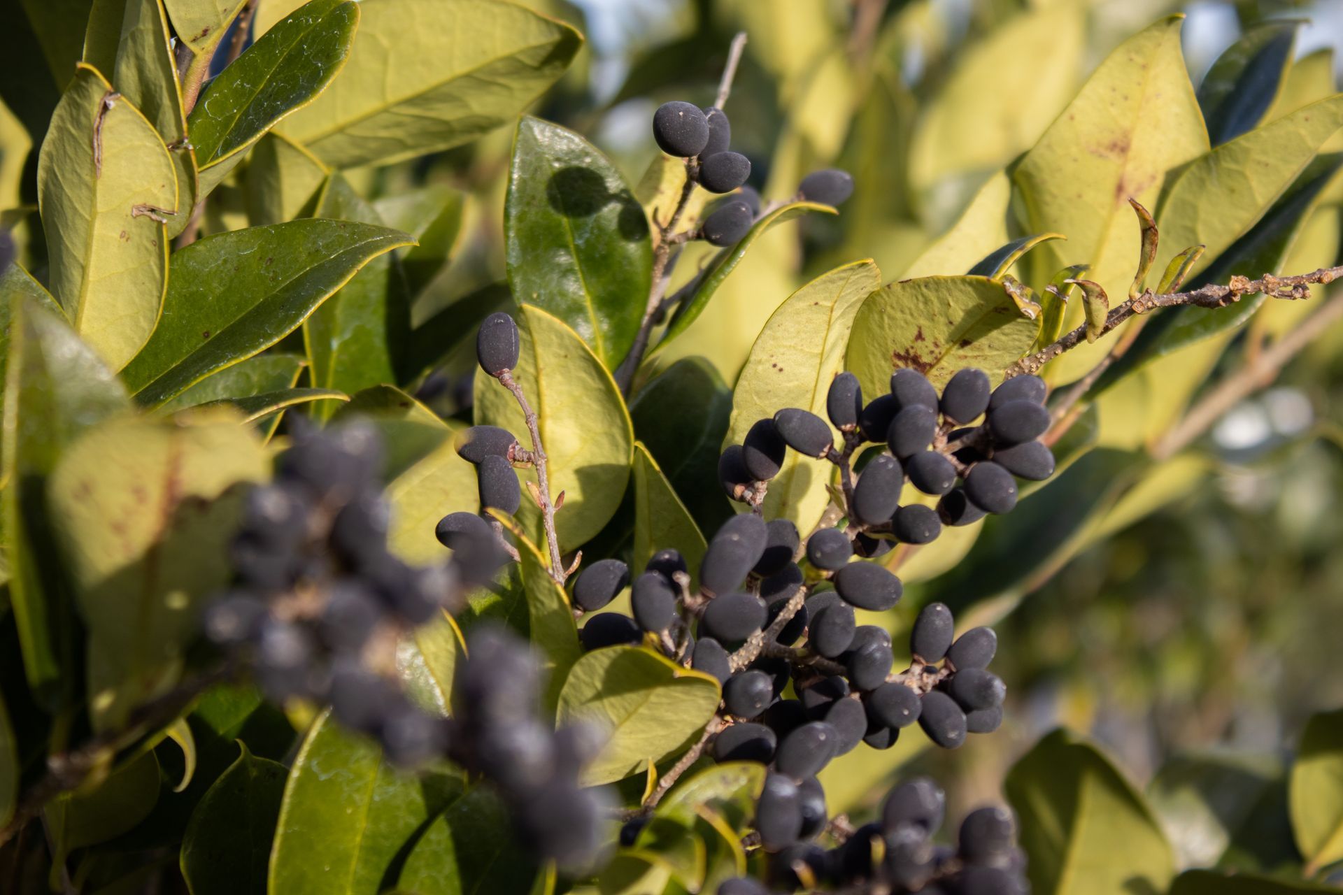 A close up of a plant with purple berries and green leaves.
