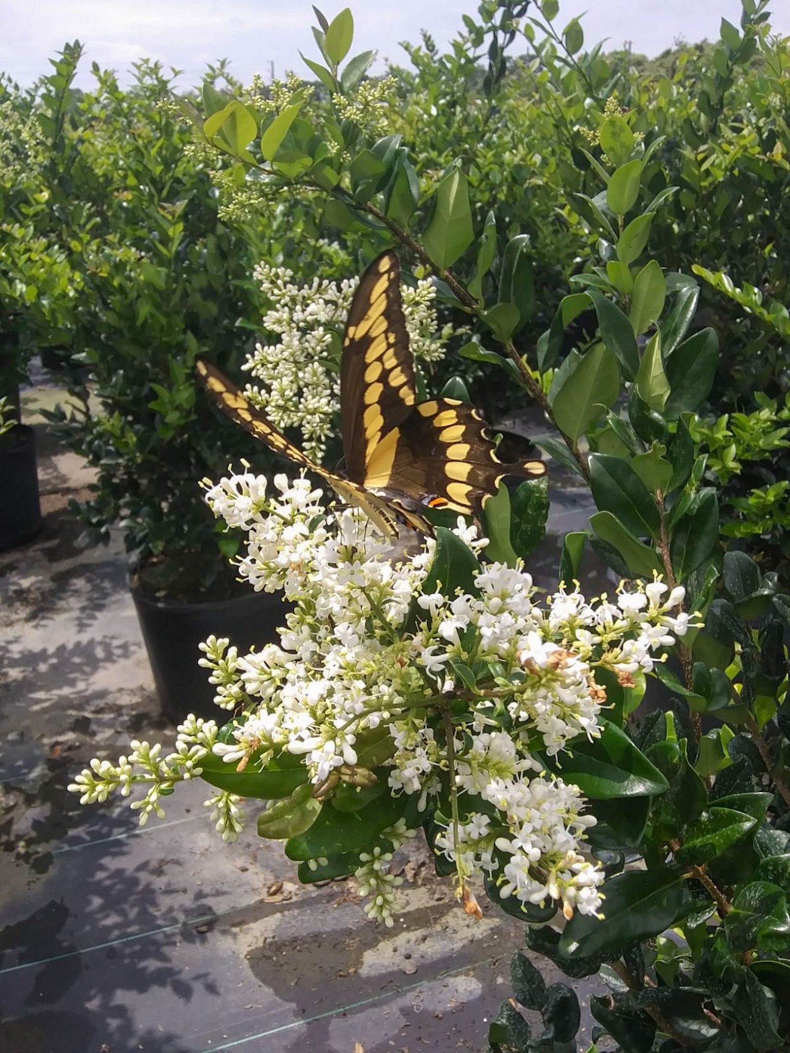 A butterfly is sitting on a white flower in a garden