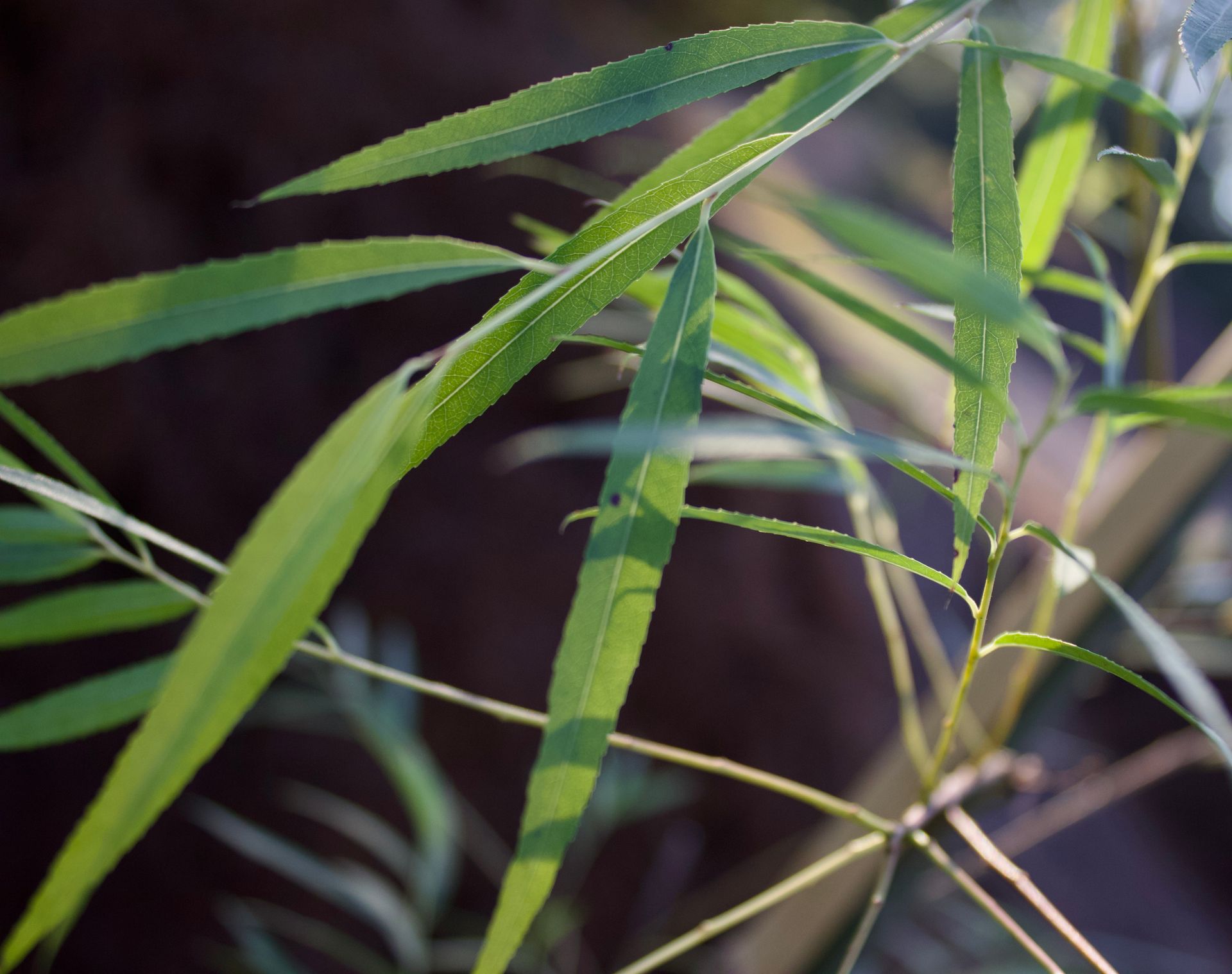 A close up of a bamboo plant with green leaves