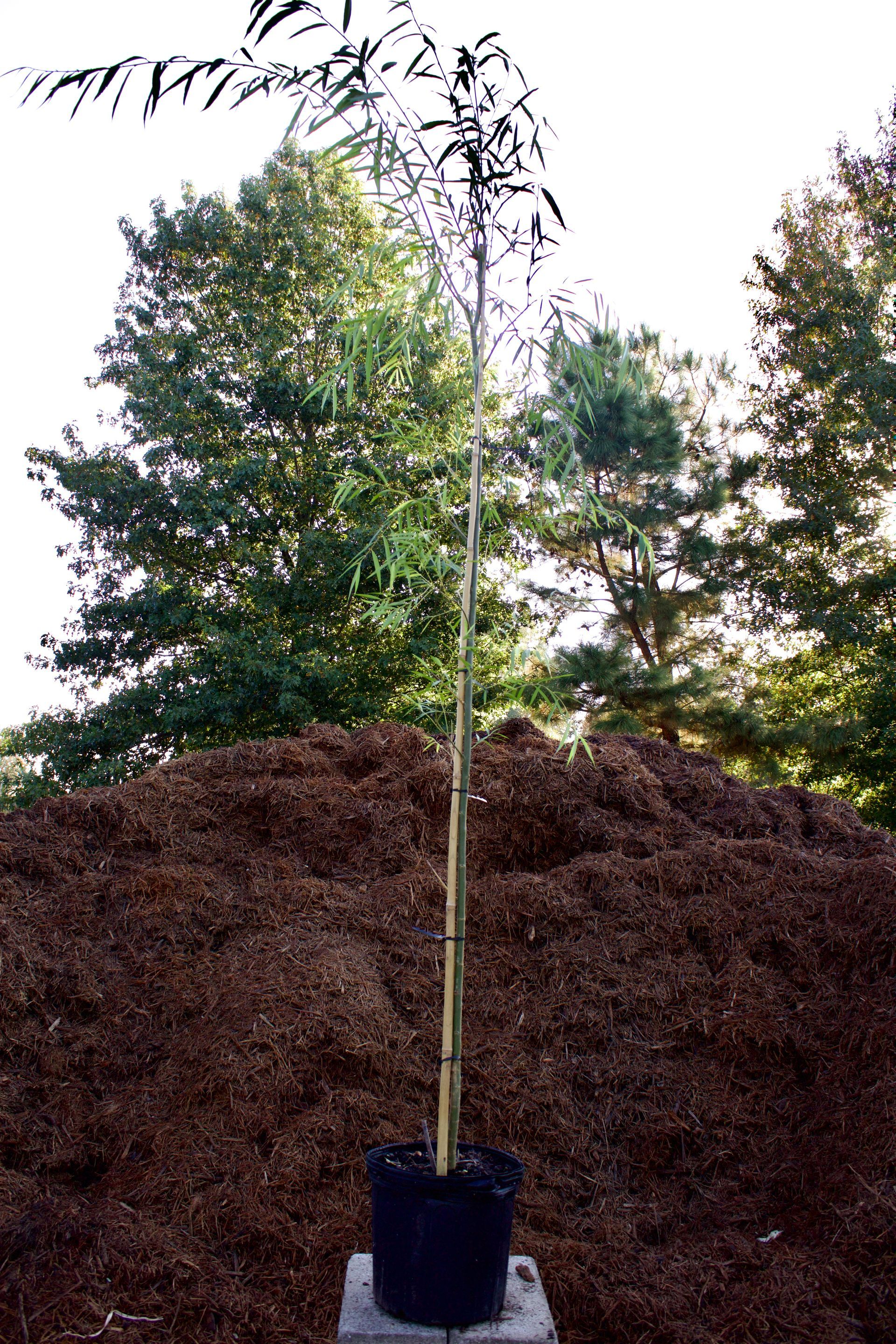 A small tree in a pot is sitting on top of a pile of mulch.