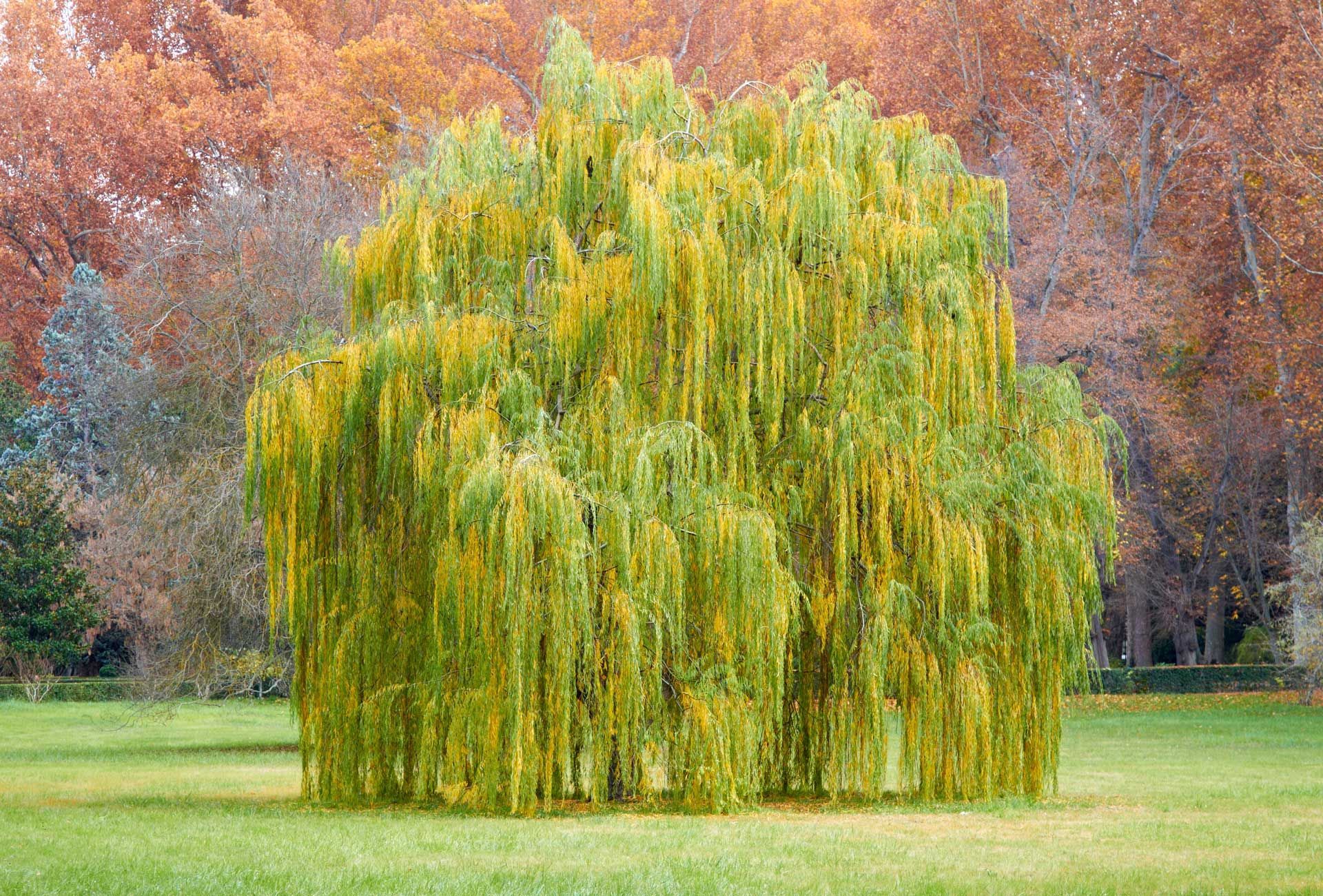 A large willow tree is growing in the middle of a grassy field.