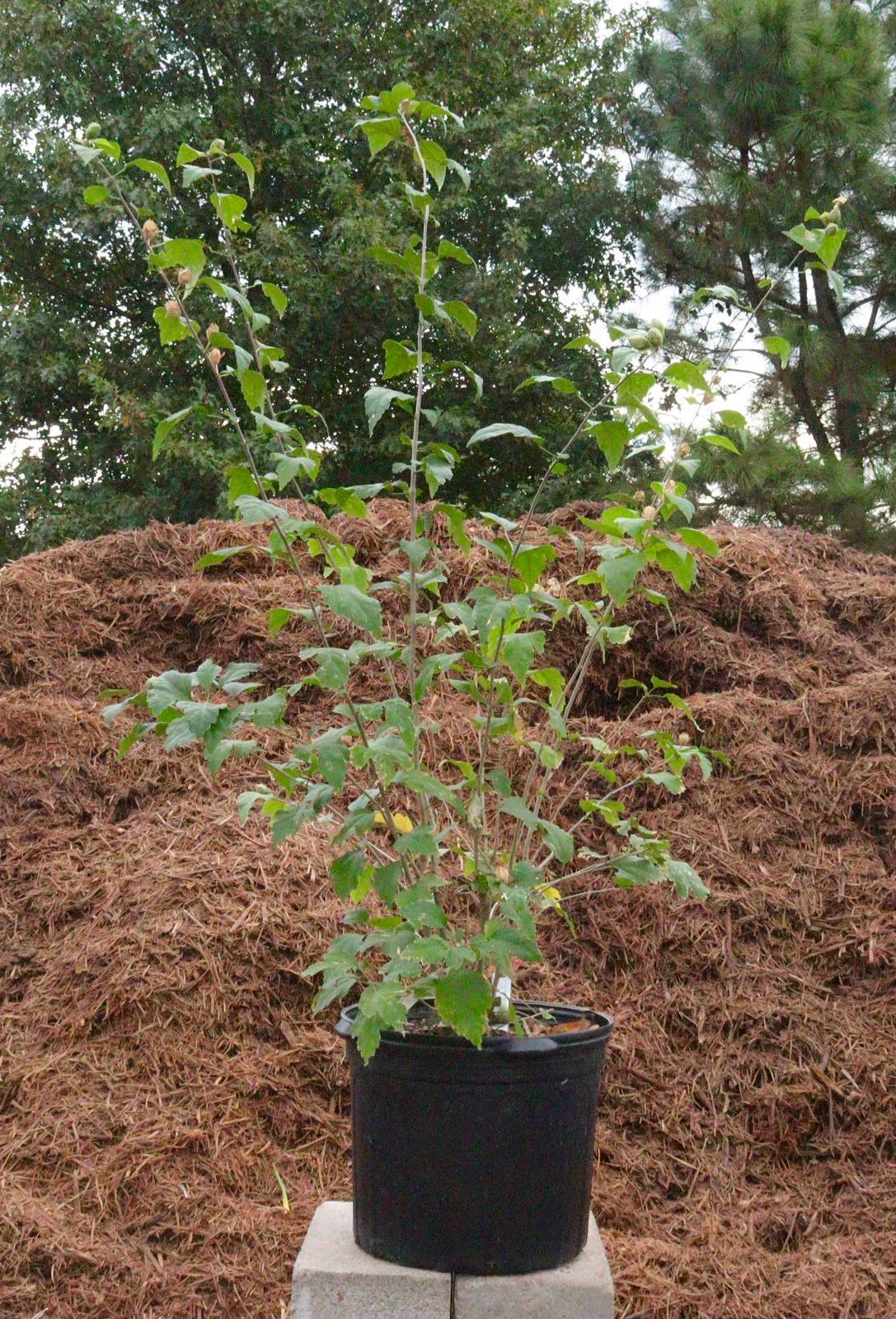 A small plant in a black pot is sitting on a block in front of a pile of mulch.