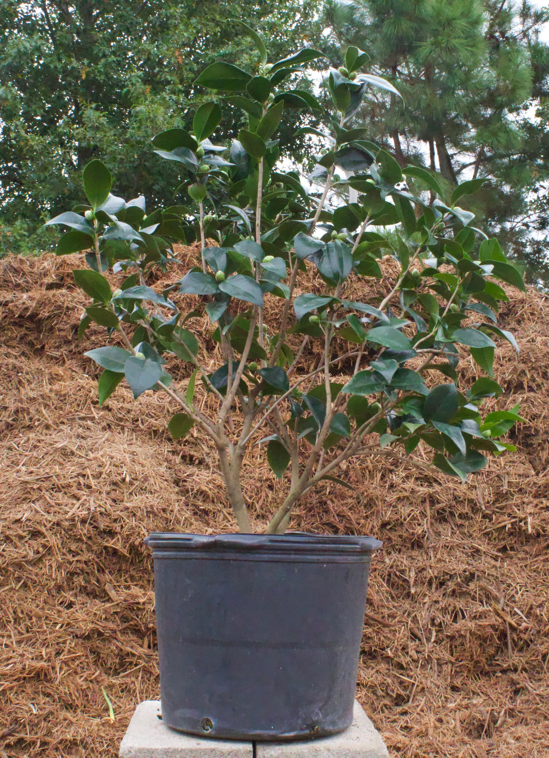 A black potted plant is sitting on a block in front of a pile of mulch.