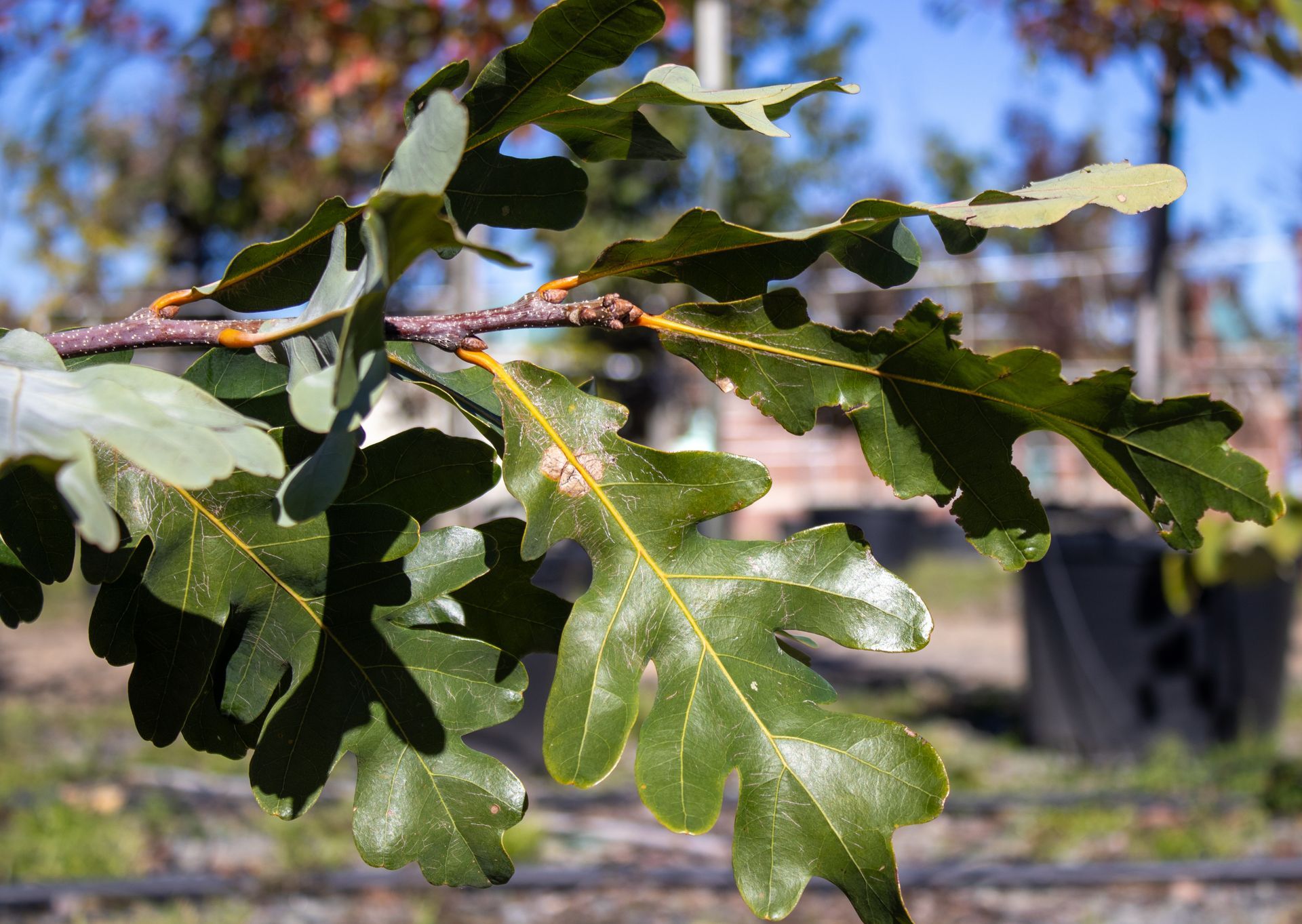A close up of a tree branch with leaves on it