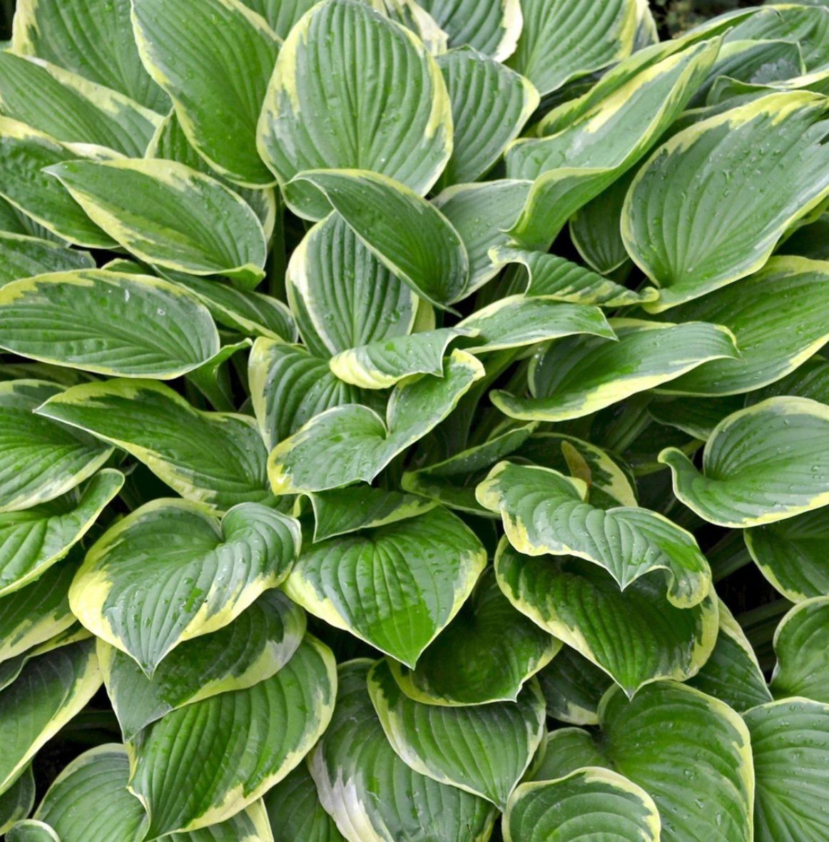 A close up of a plant with green and yellow leaves