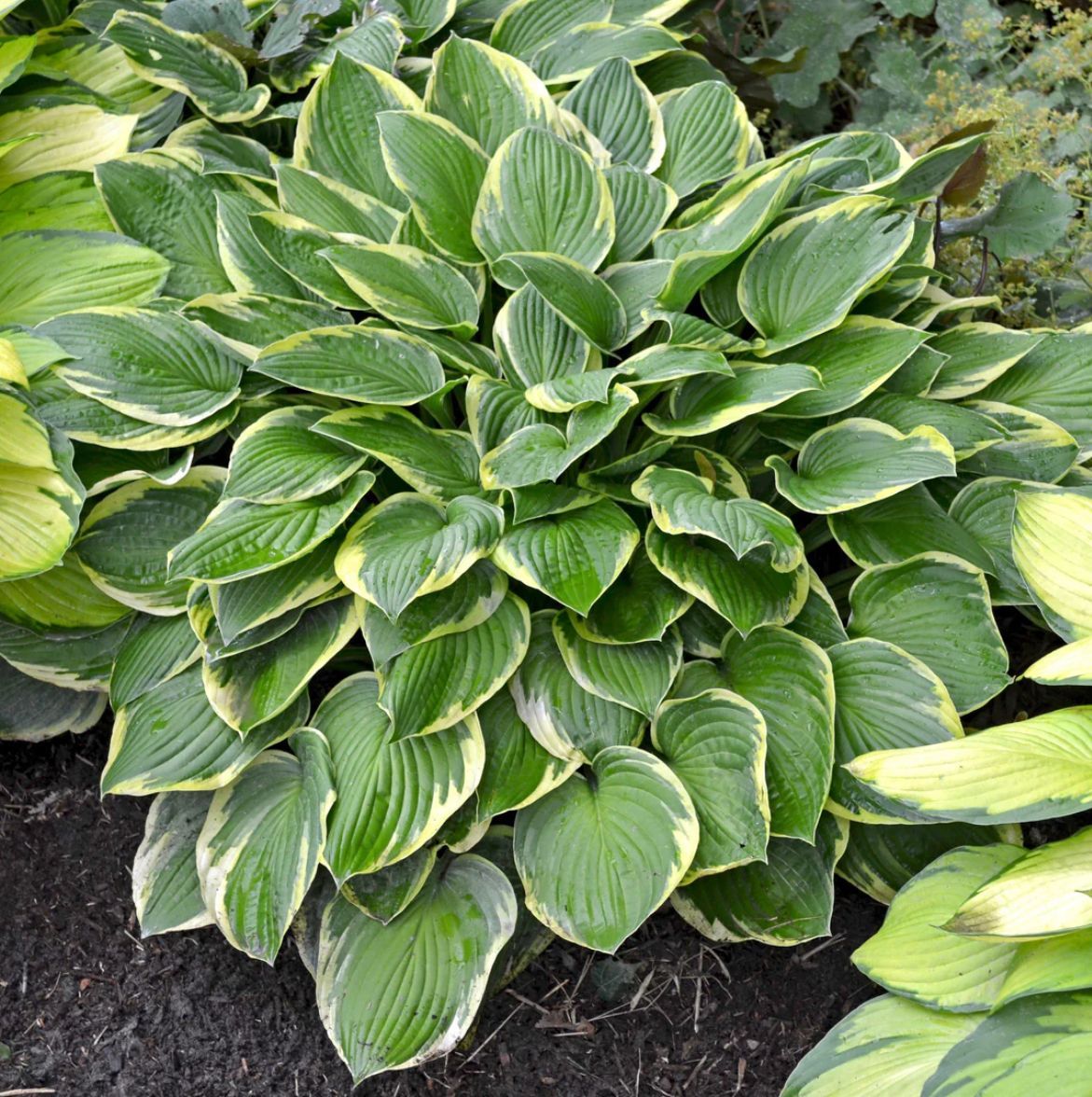 A plant with lots of green leaves and yellow edges